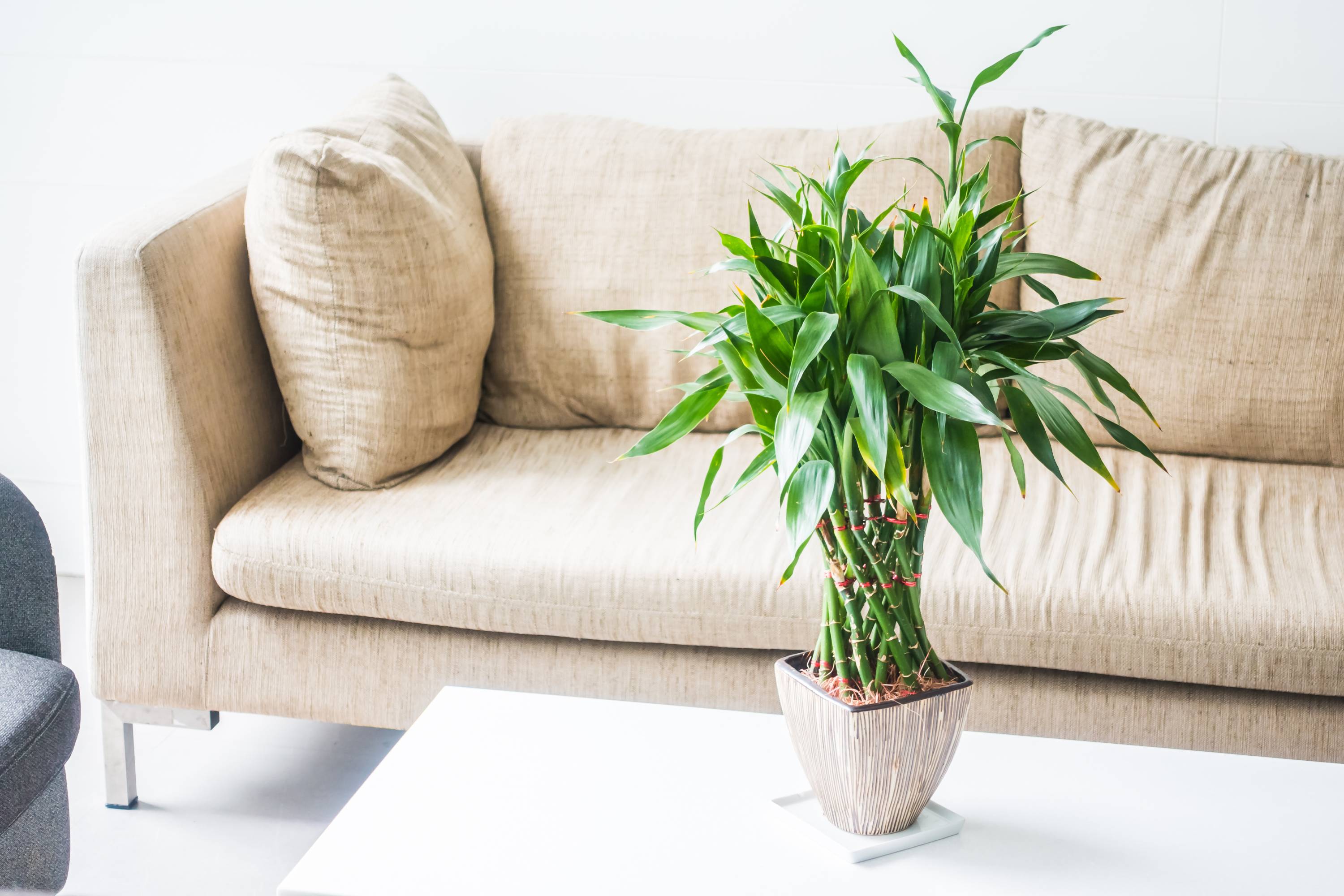 The benefits of adding greenery to your home