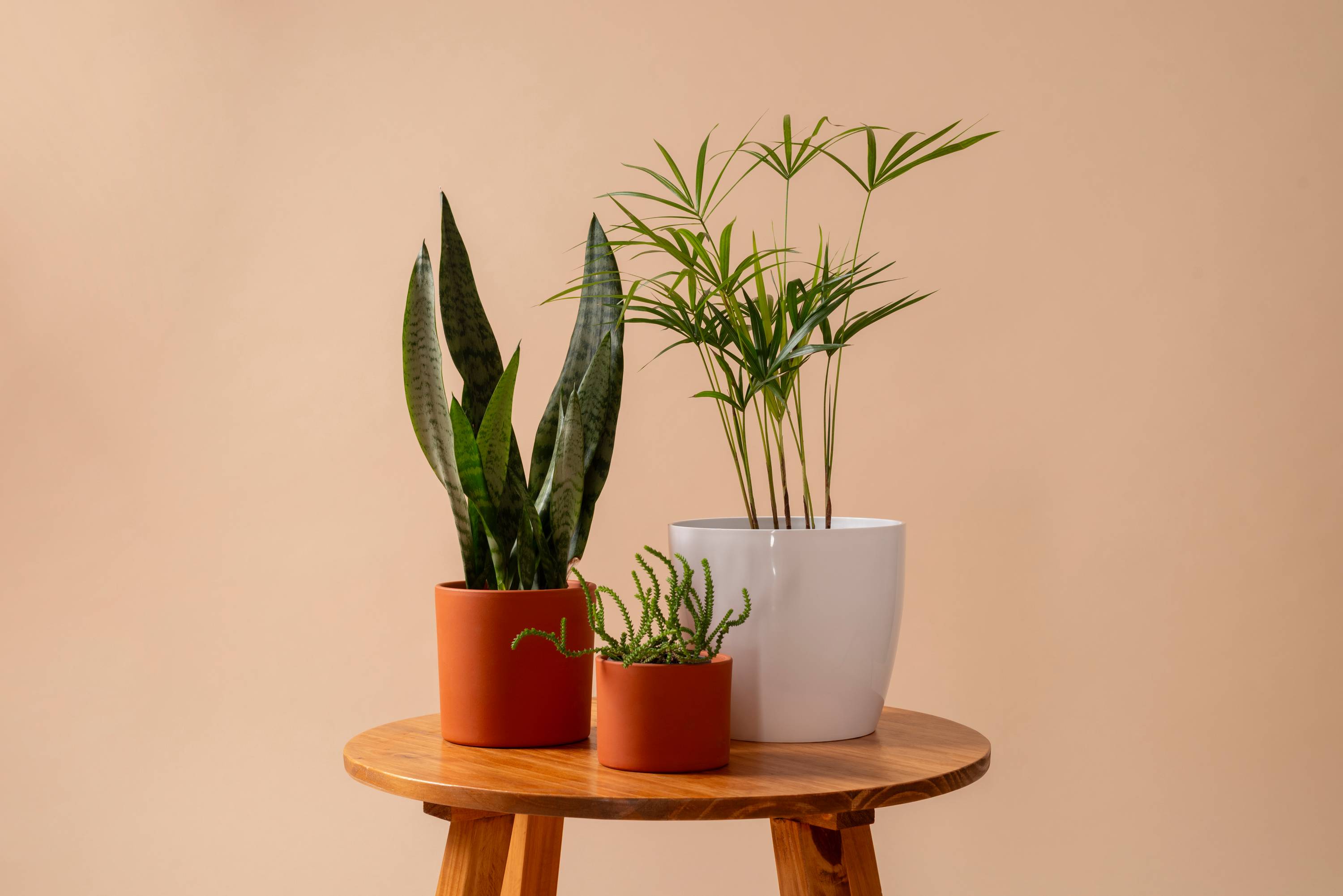 How to repot your plants for healthy growth