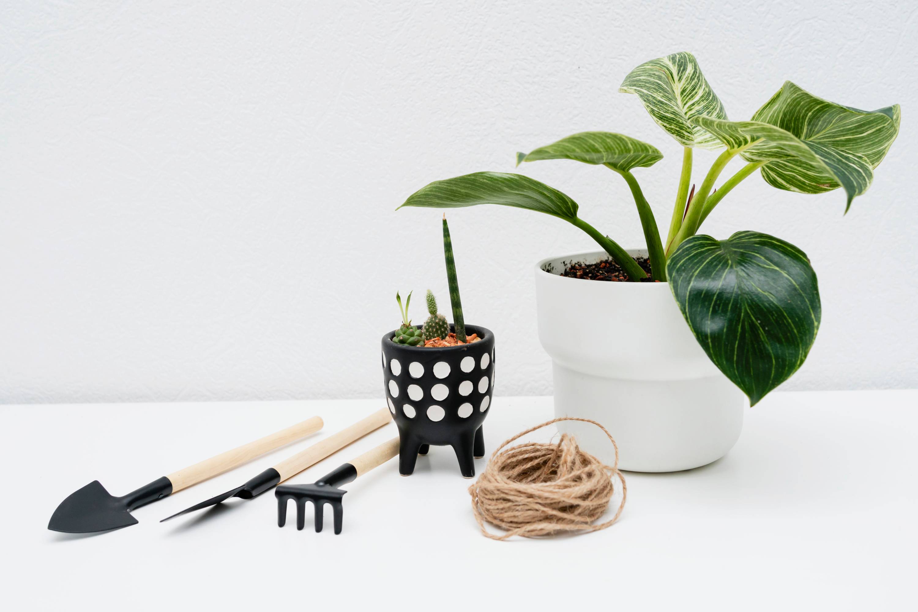 Outdoor plants perfect for small balconies