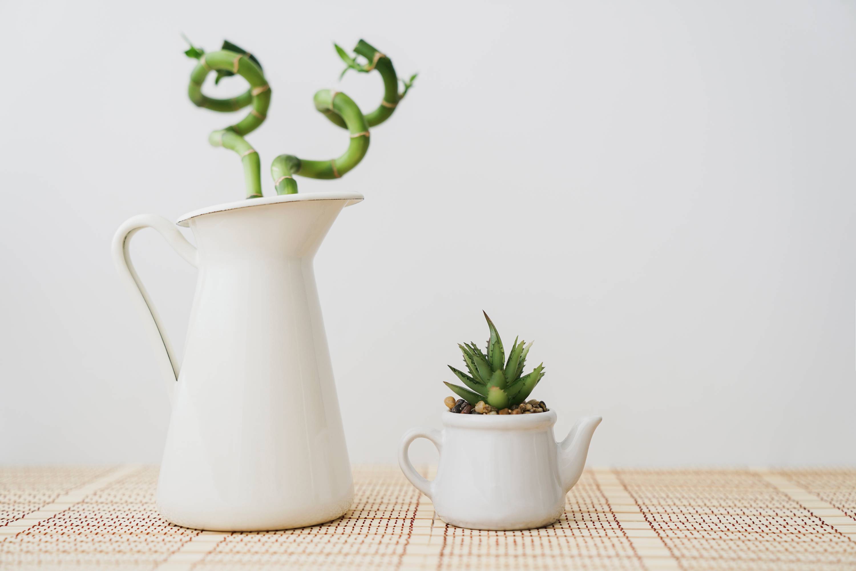 Building a sustainable plant collection at home