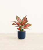 Aglaonema Beauty plant