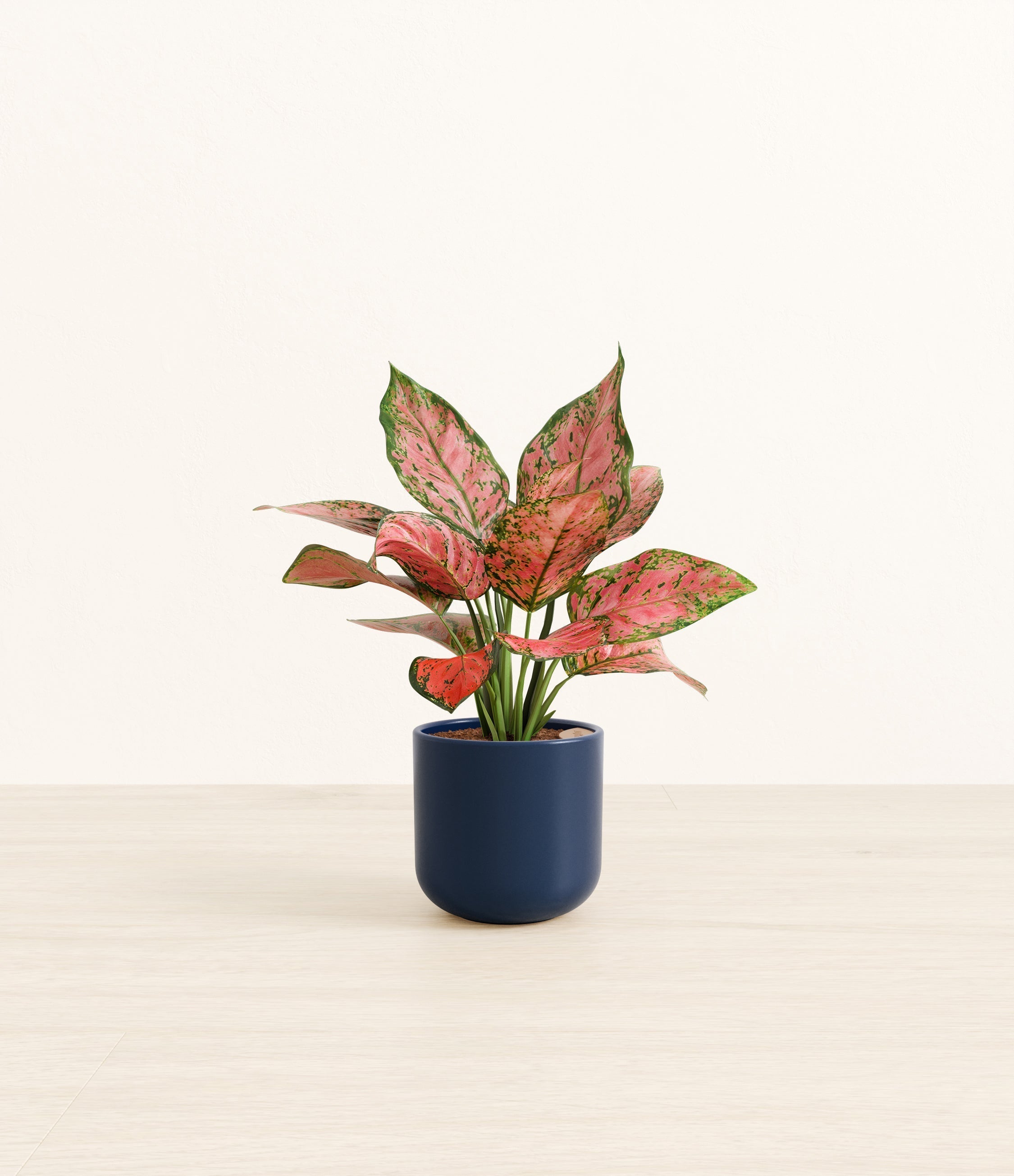 Aglaonema Beauty plant