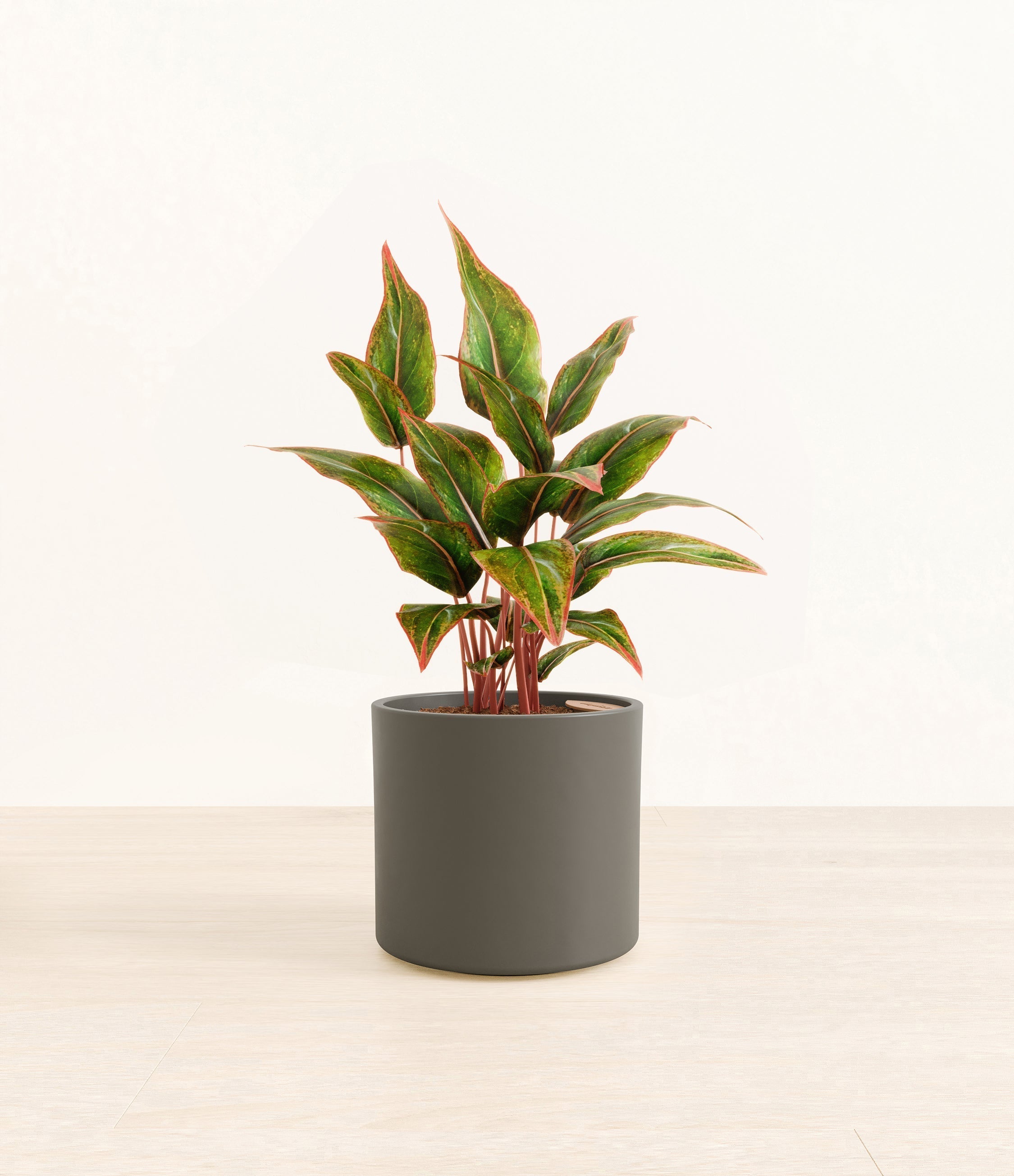 Aglaonema Siam plant