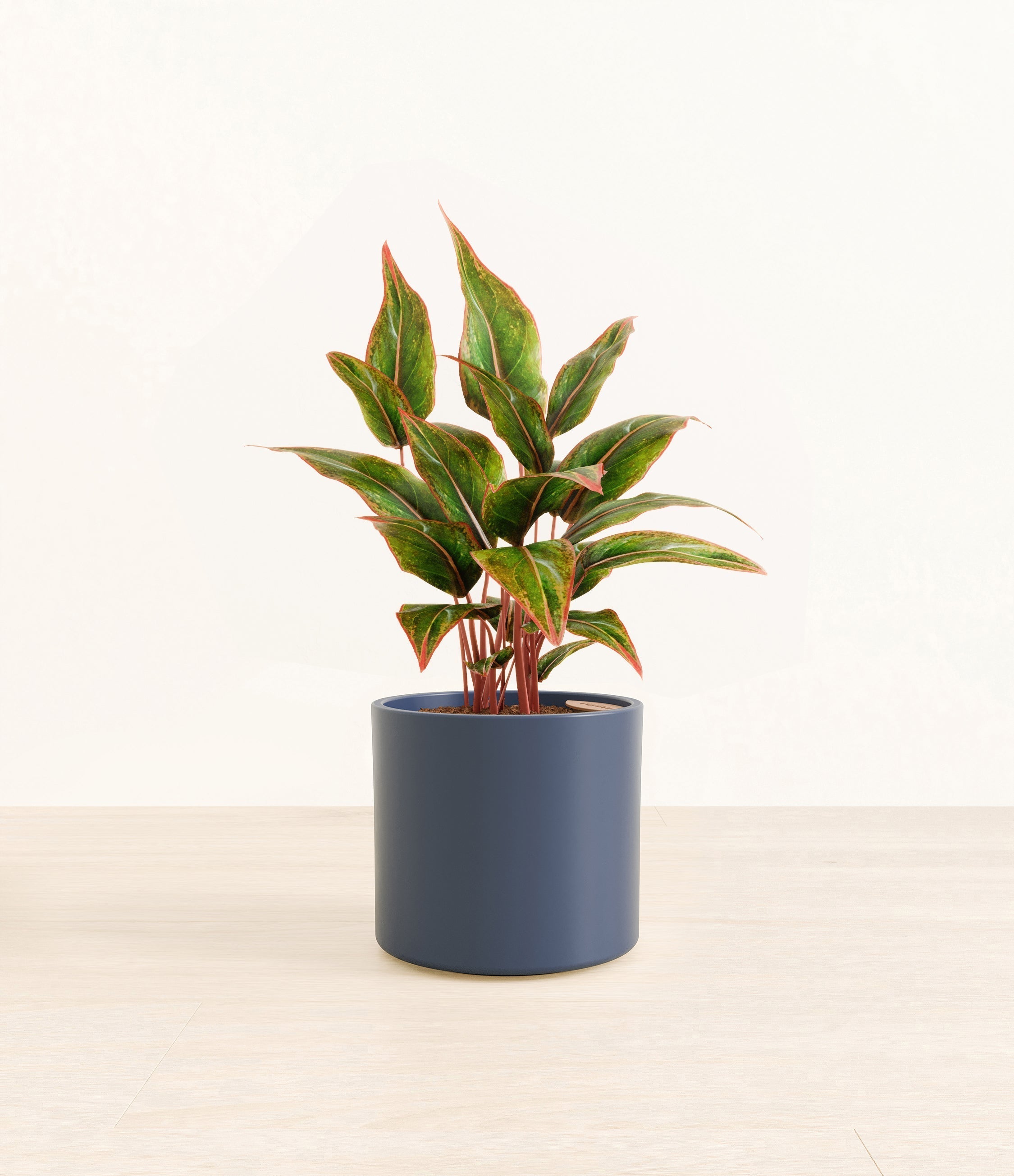 Aglaonema Siam plant