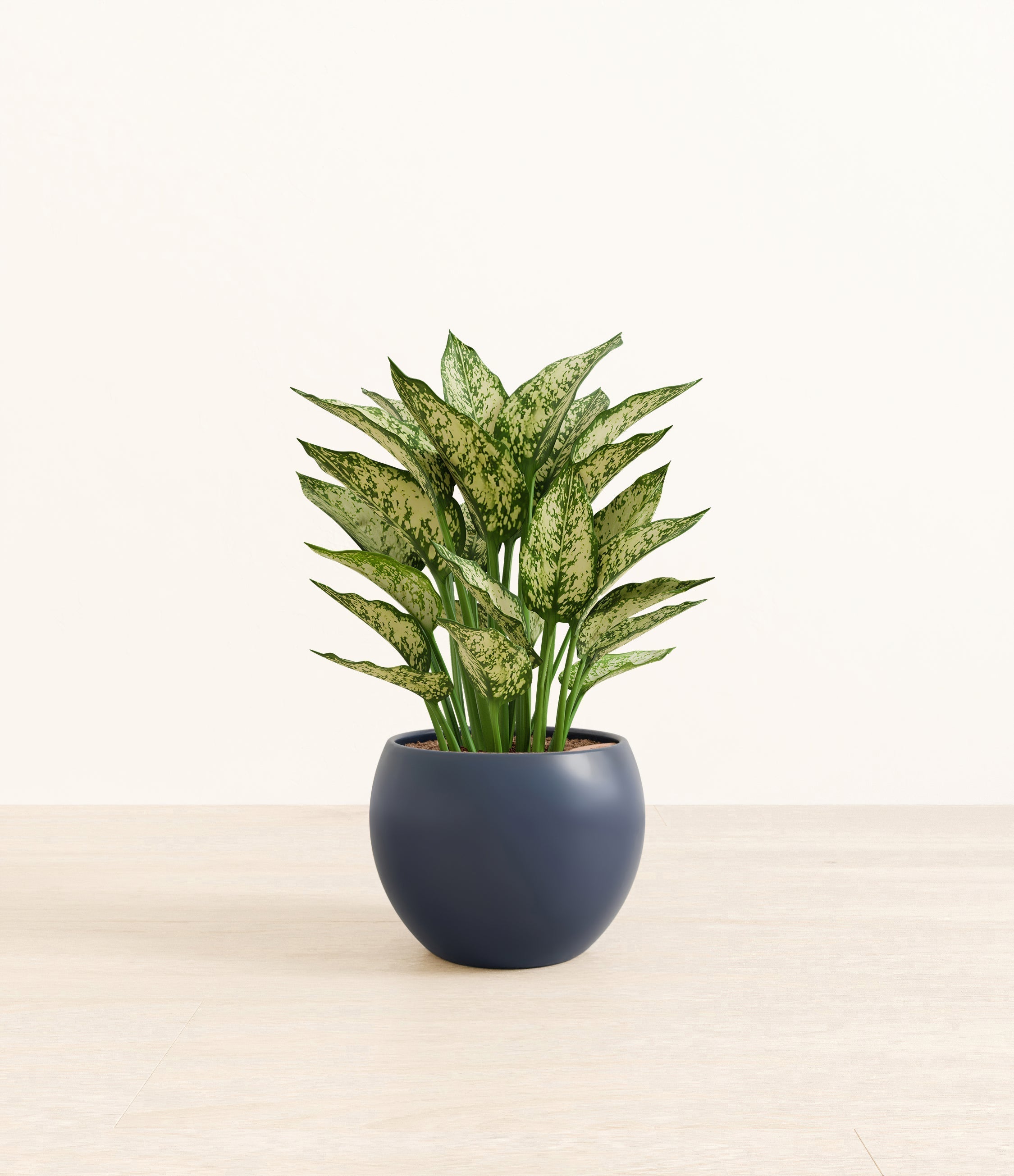 Aglaonema Snow White plant