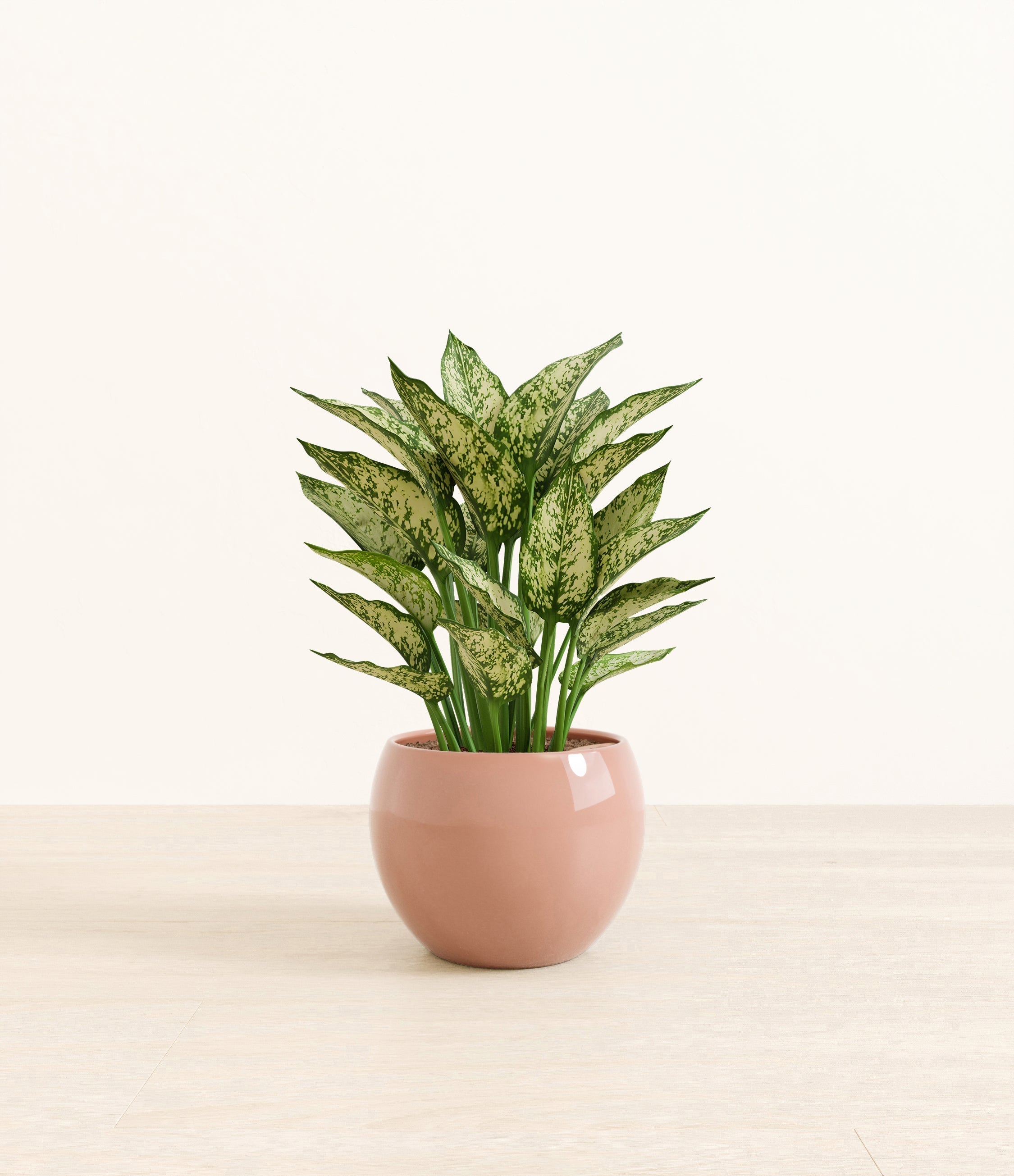 Aglaonema Snow White plant