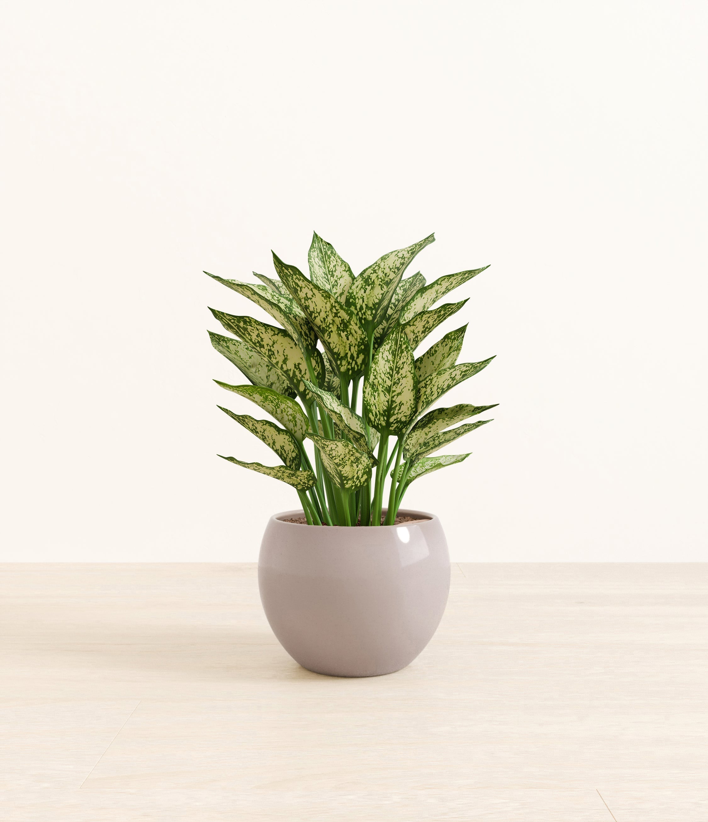 Aglaonema Snow White plant