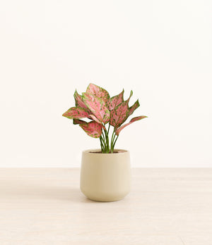 Aglaonema Wishes plant