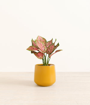 Aglaonema Wishes plant