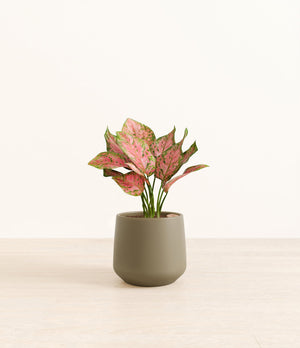 Aglaonema Wishes plant