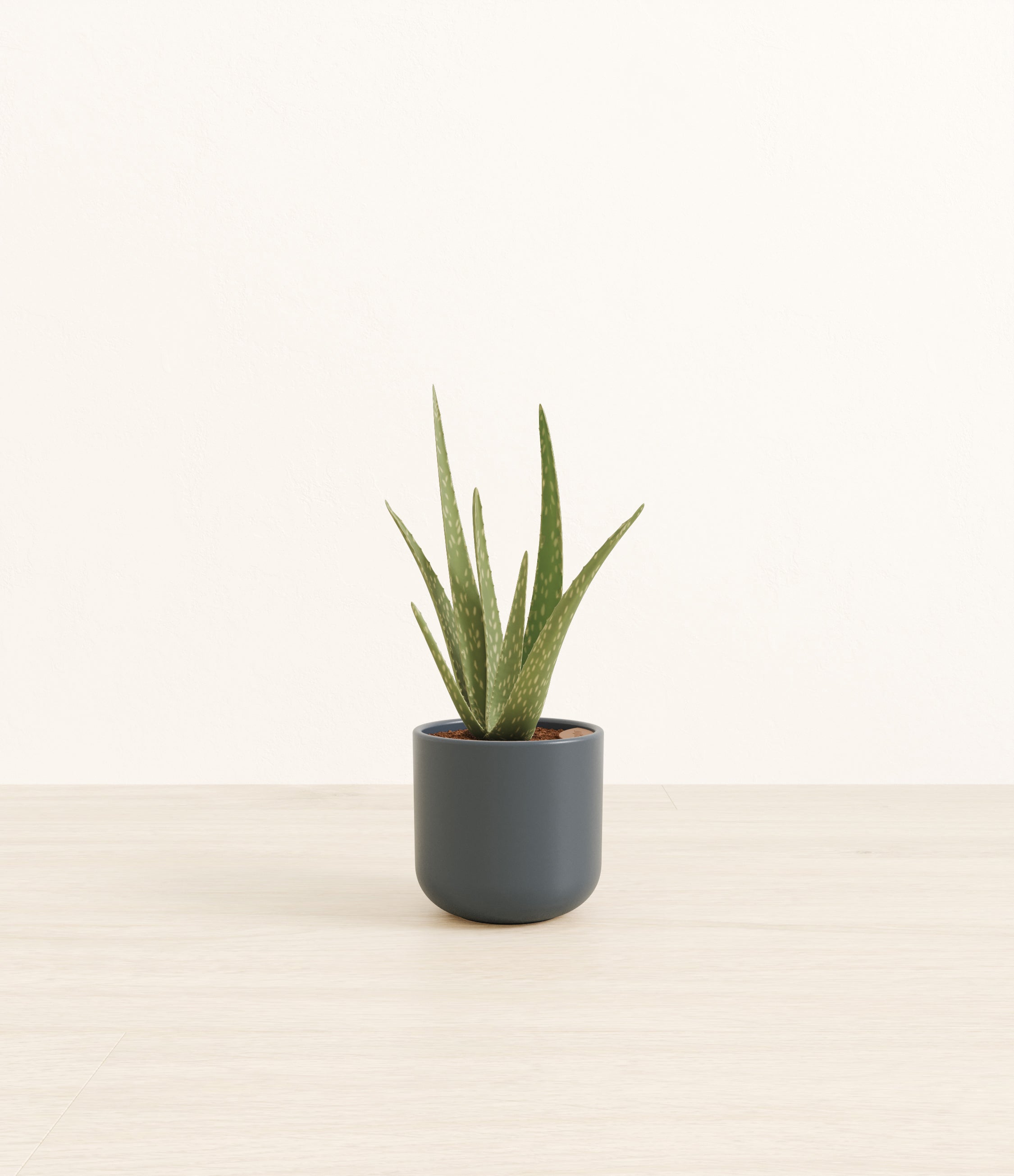 Aloe Vera plant