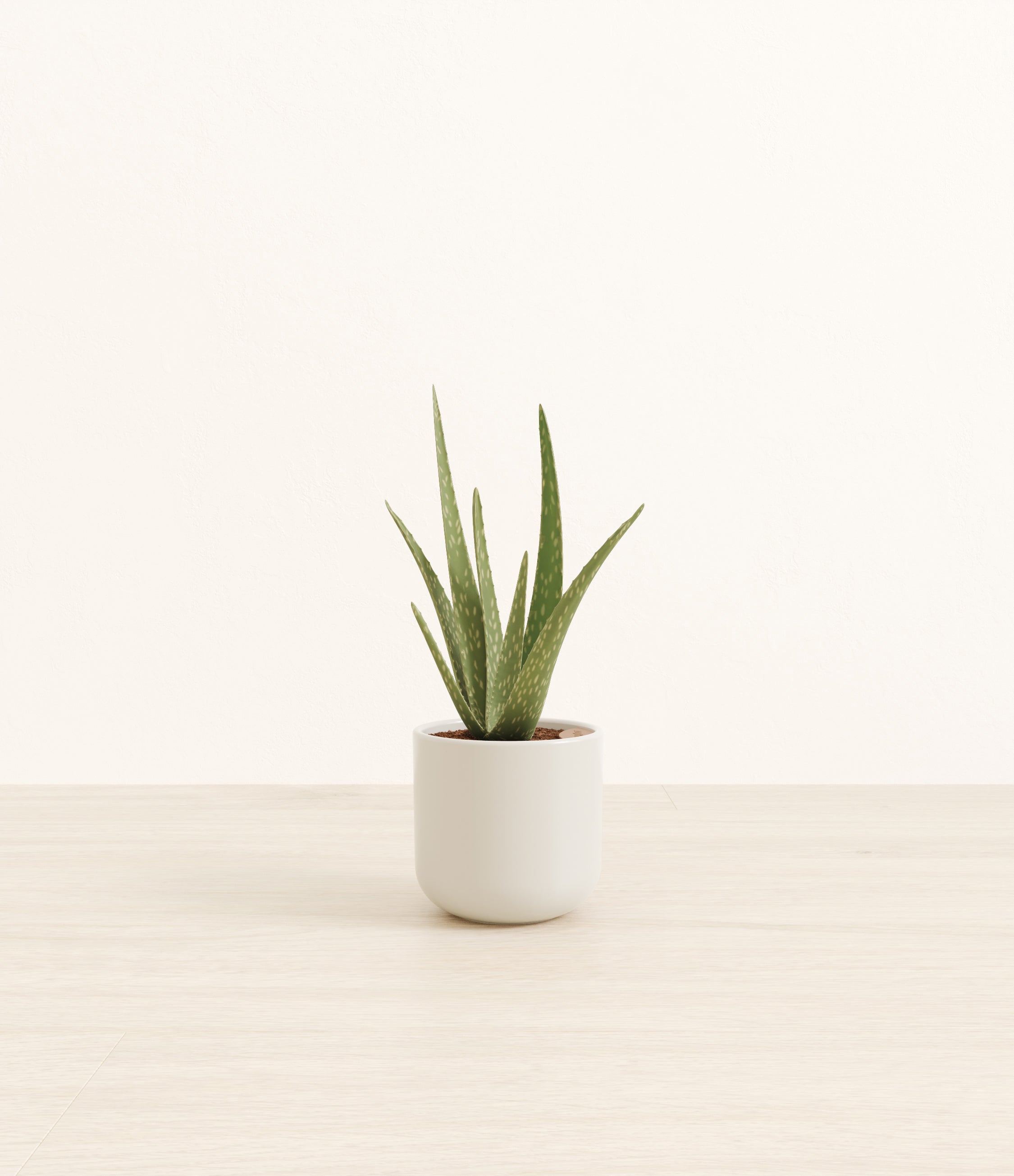 Aloe Vera plant