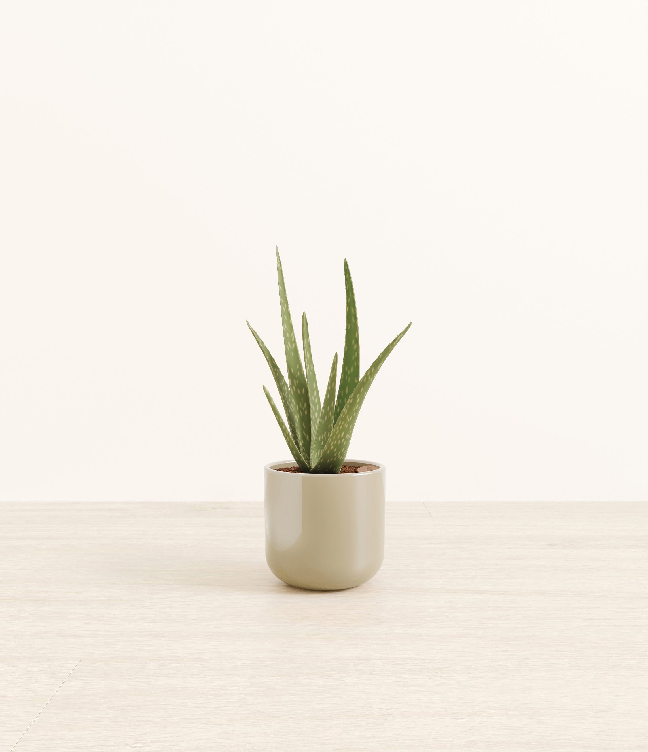 Aloe Vera plant