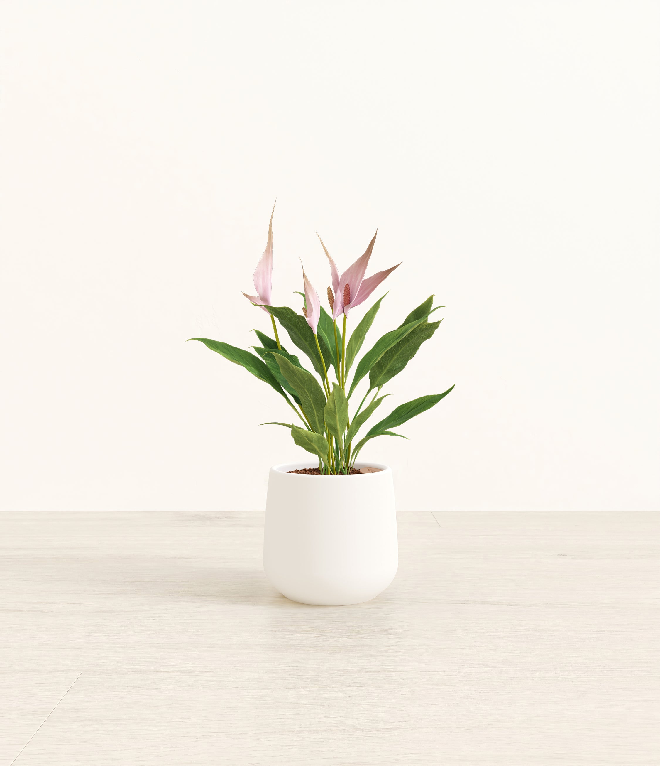 Anthurium Lilli plant