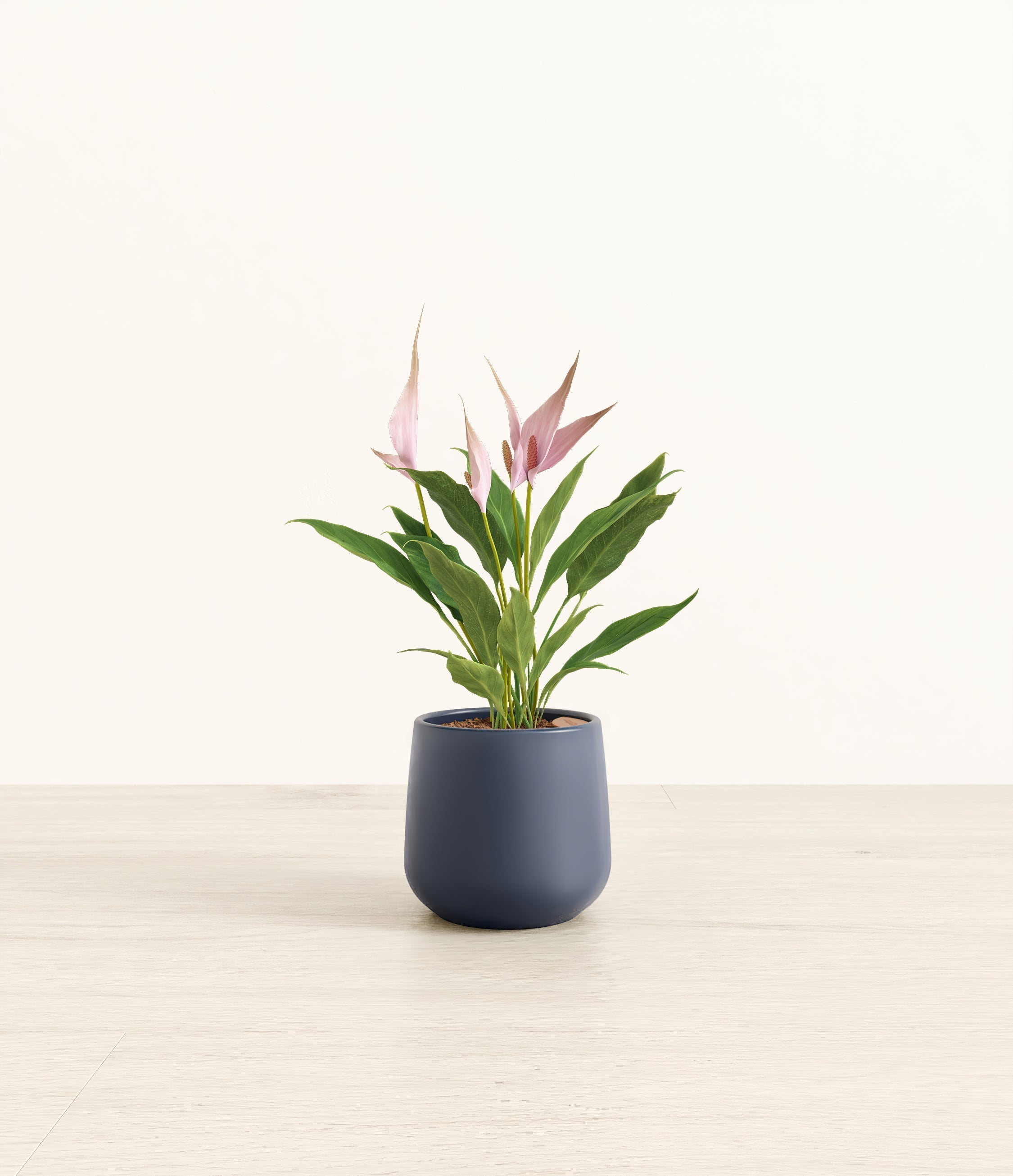 Anthurium Lilli plant