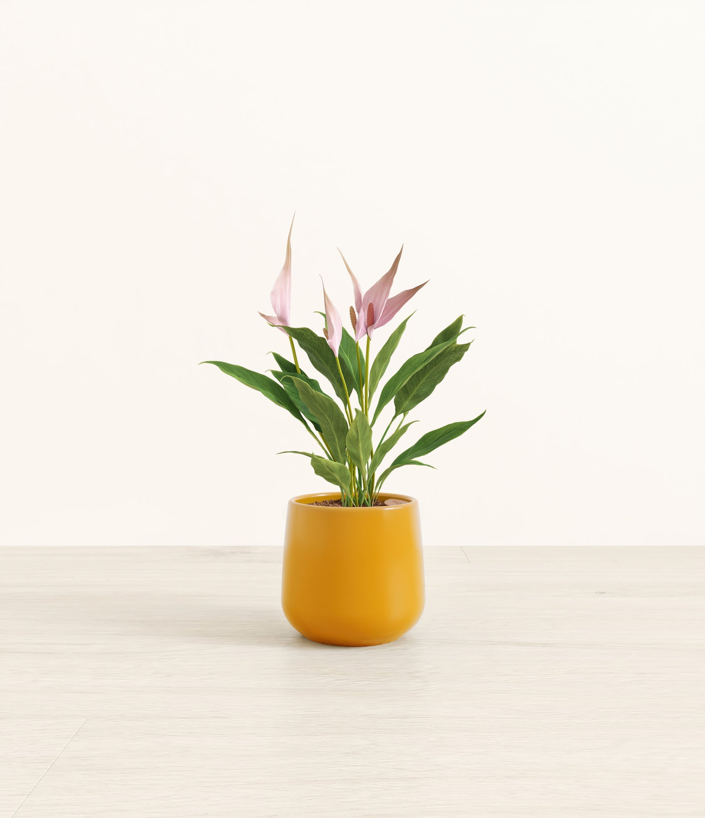 Anthurium Lilli plant