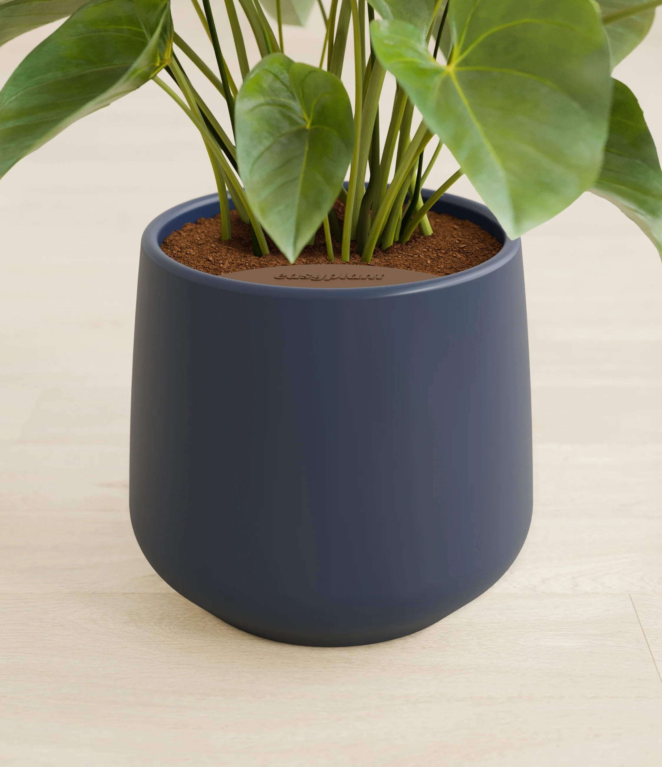 Anthurium livium - Deep Navy