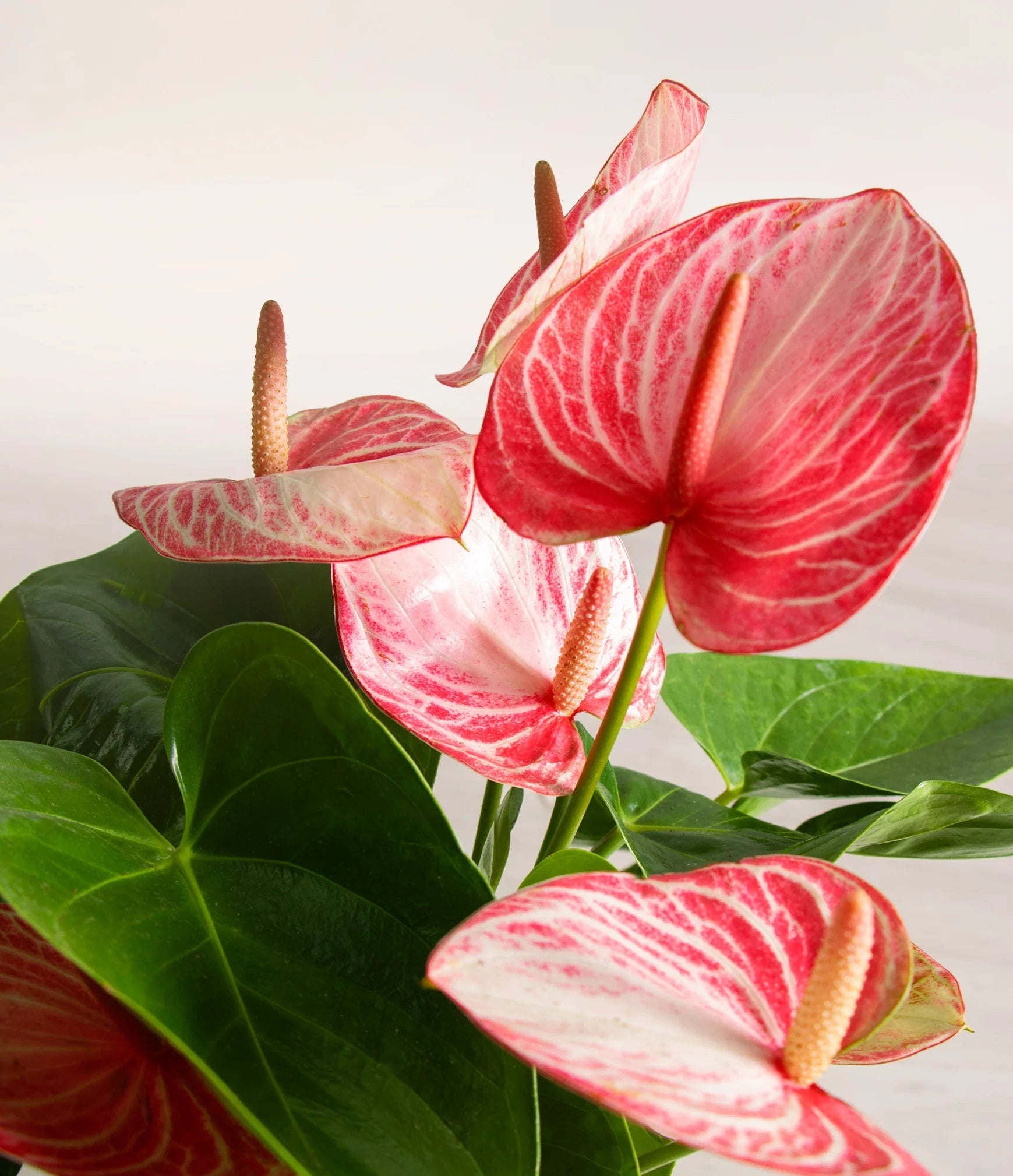 Anthurium livium - Deep Navy