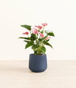 Anthurium livium - Deep Navy