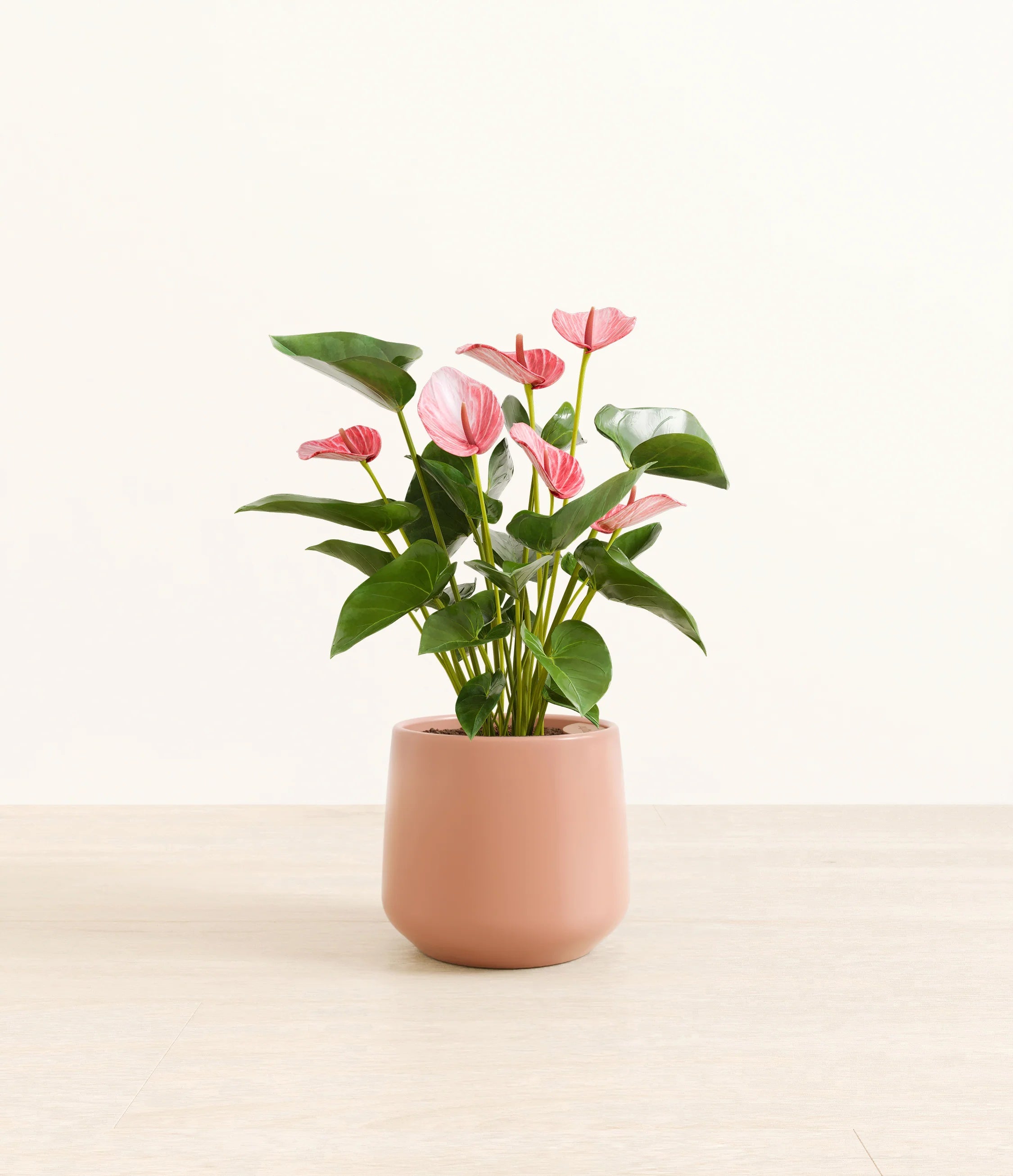 Anthurium livium - Calm rose