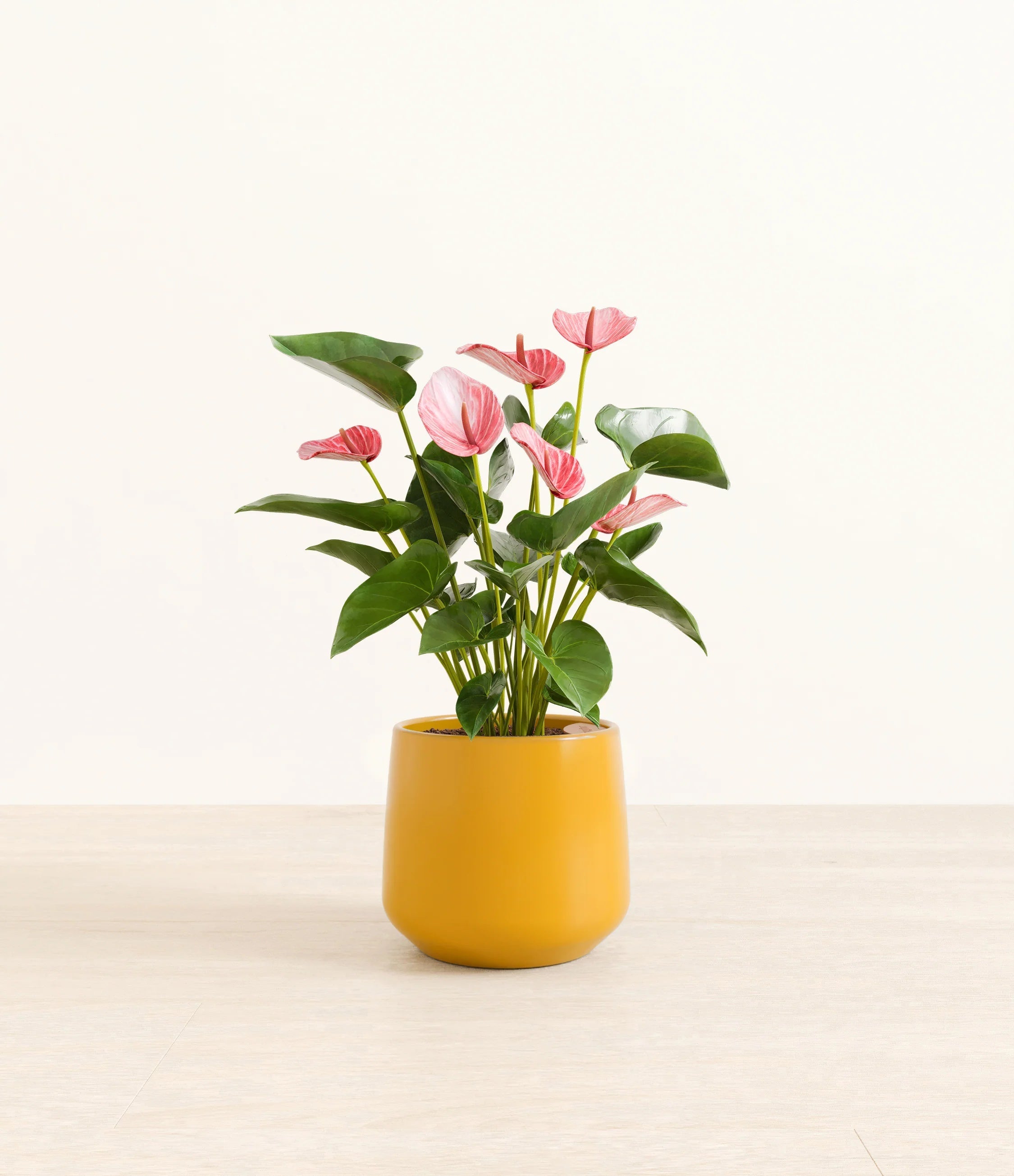 Anthurium livium - Mustard