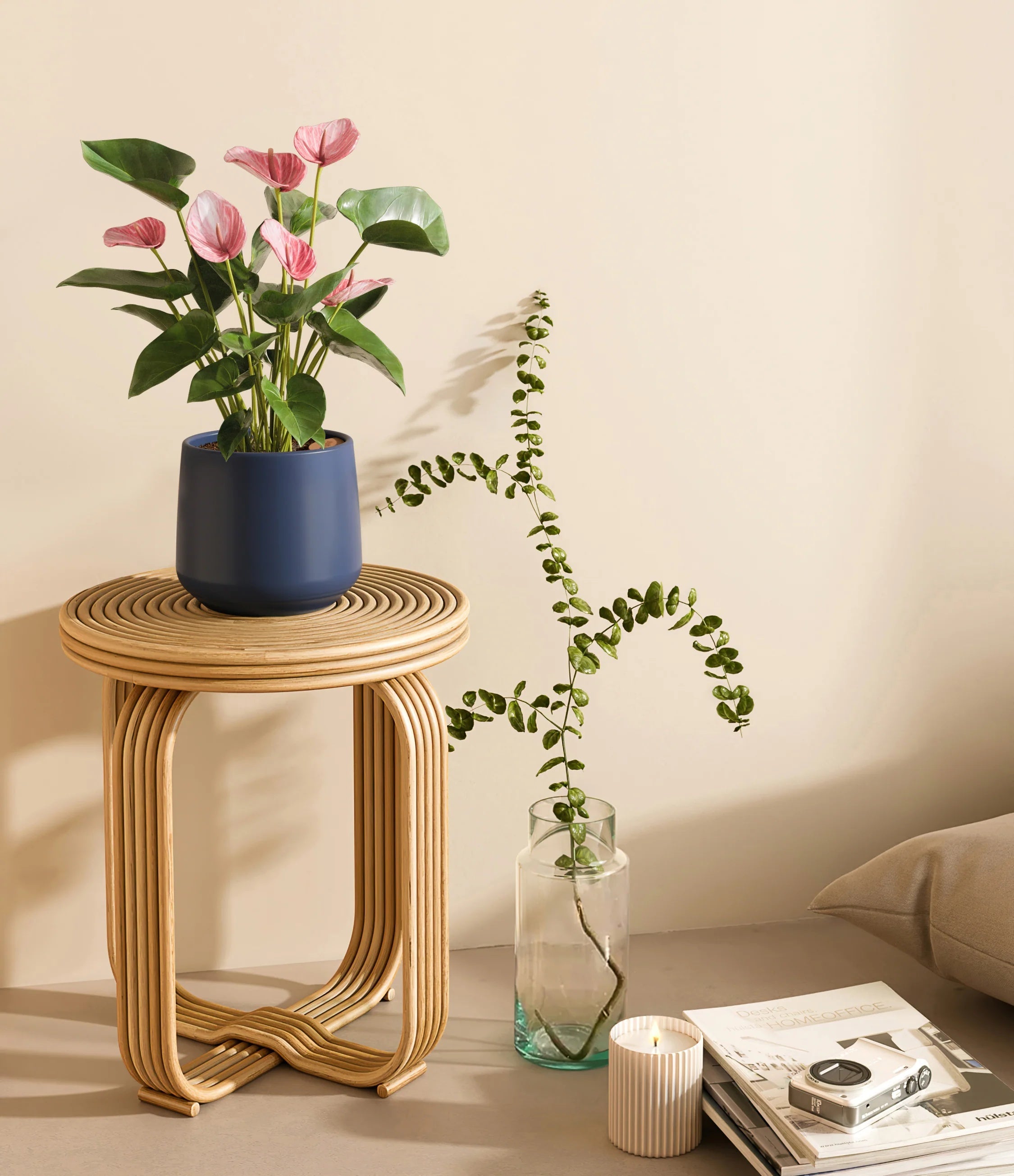 Anthurium livium - Deep Navy