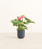 Anthurium Pink plant