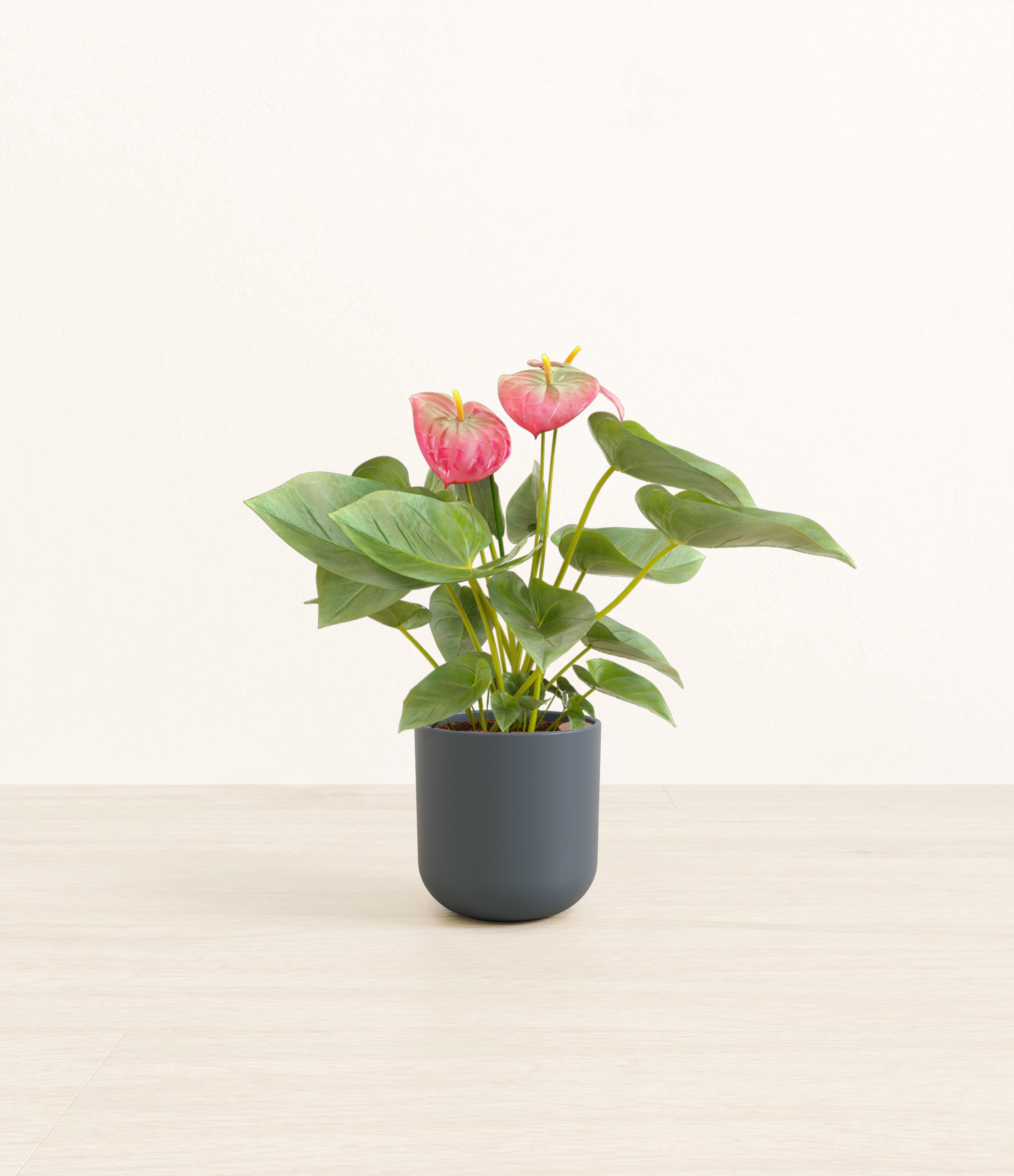 Anthurium Pink plant