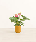 Anthurium Pink plant