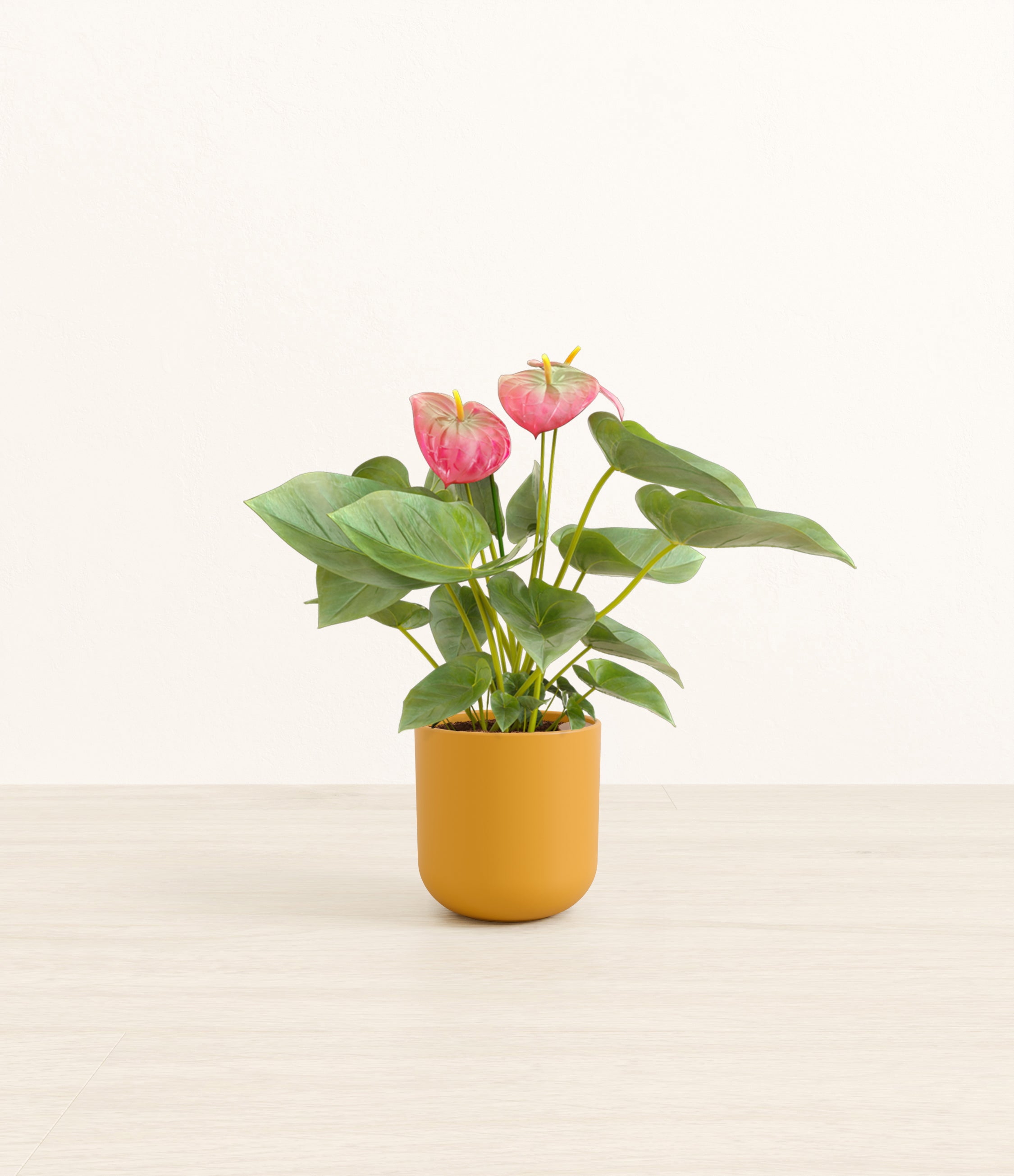 Anthurium Pink plant