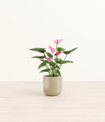 Anthurium Purple plant