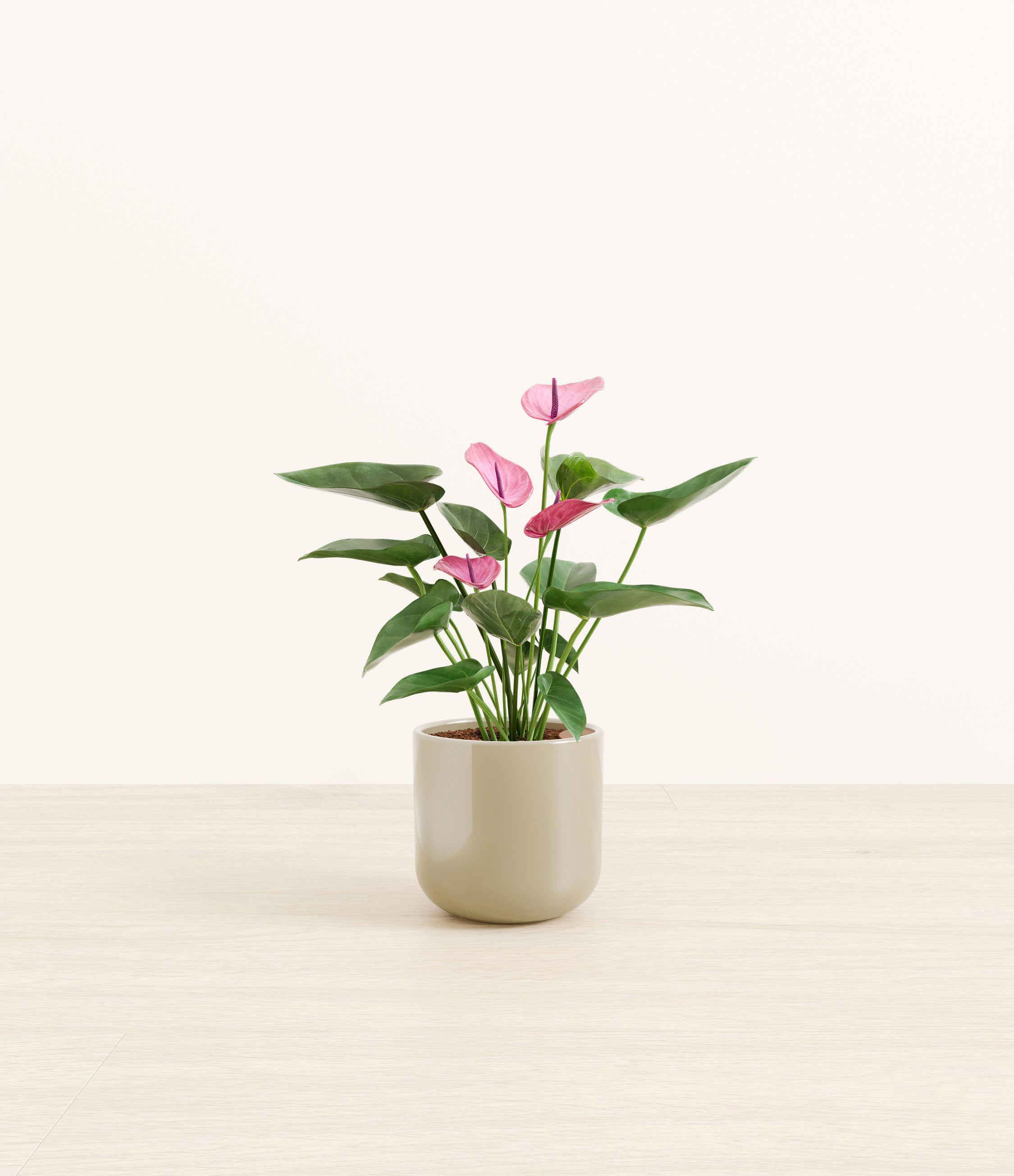Anthurium Purple plant
