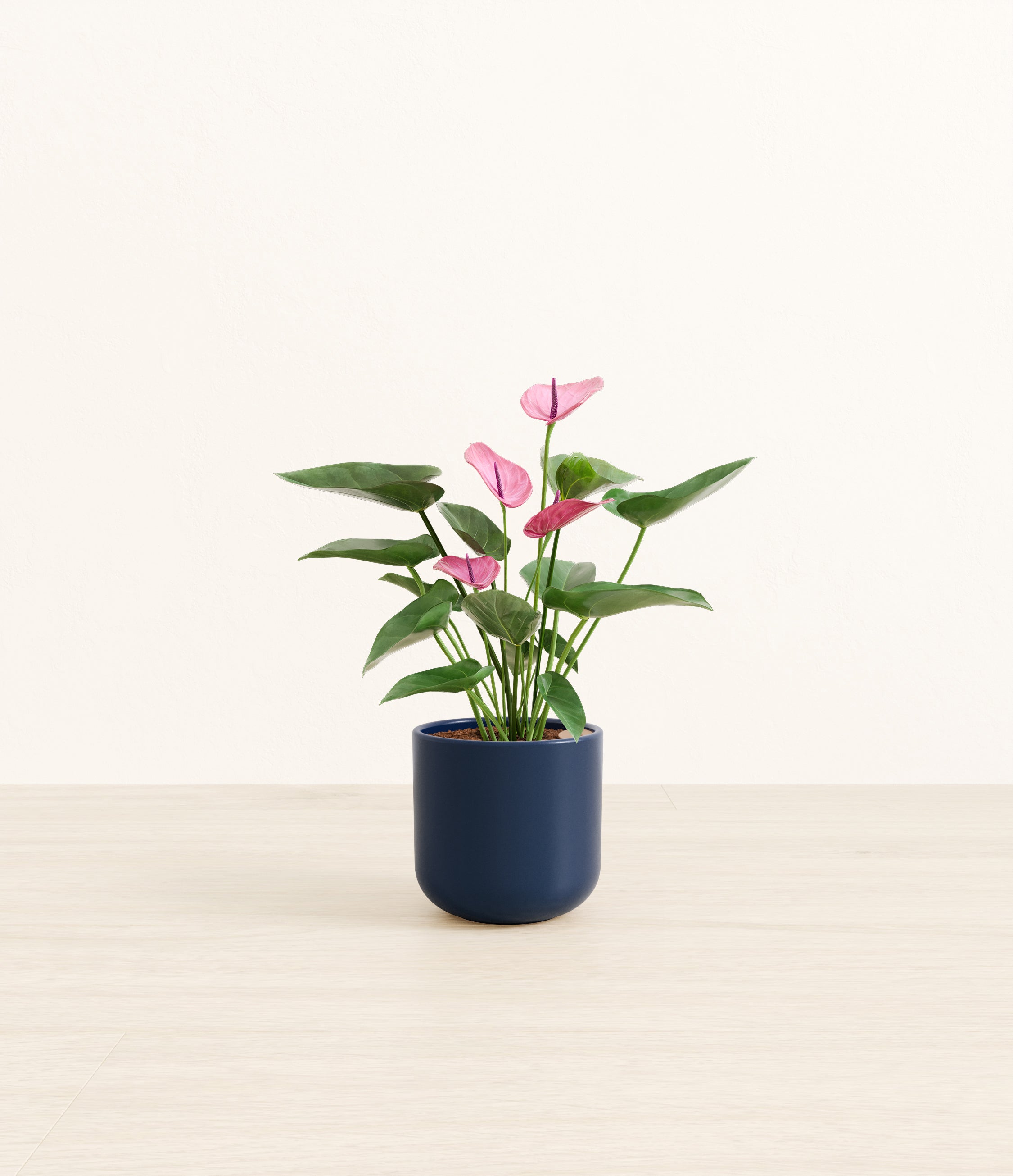 Anthurium Purple plant