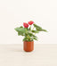 Anthurium Red plant