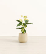 Anthurium Yellow plant