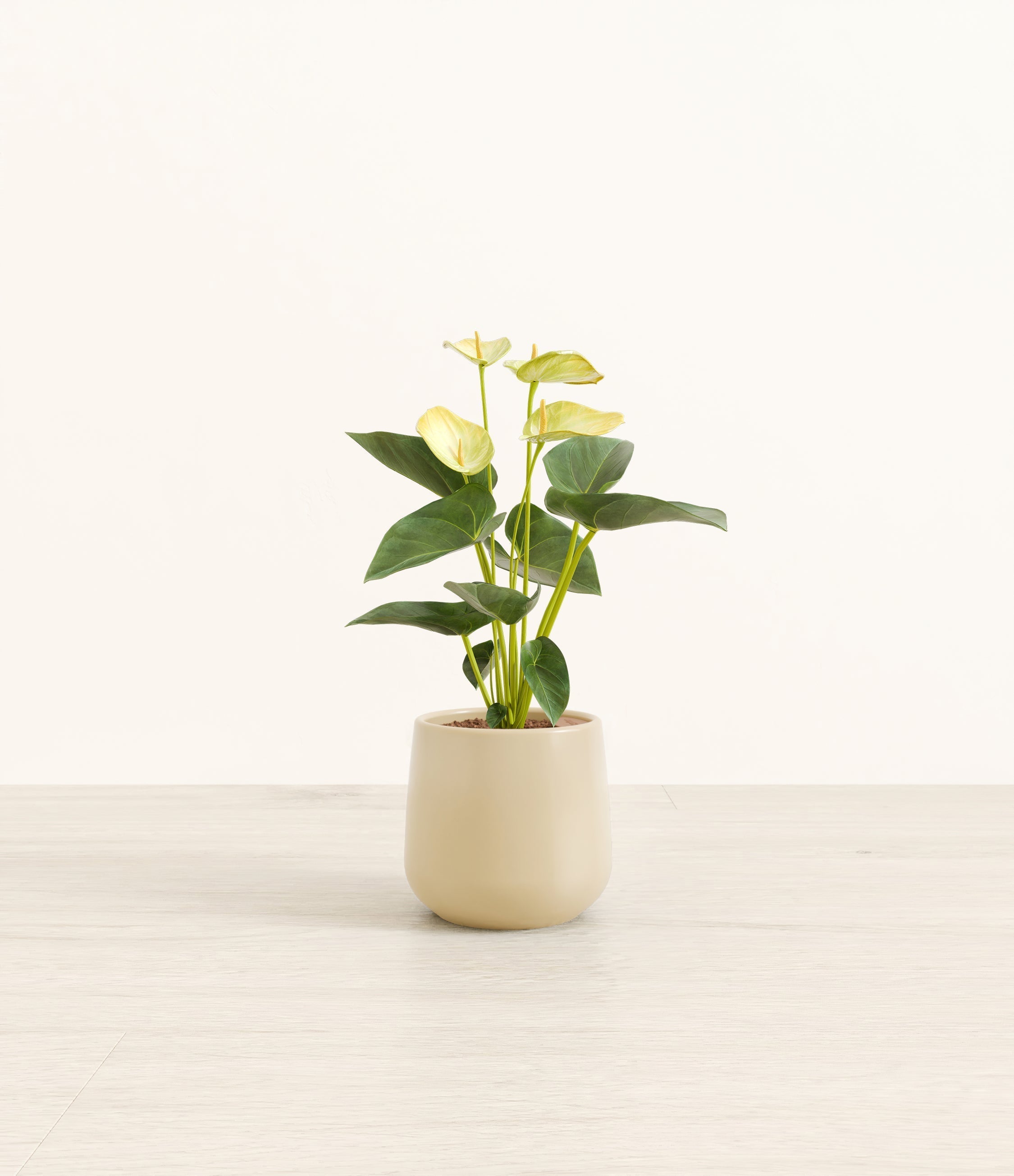 Anthurium Yellow plant