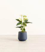 Anthurium Yellow plant