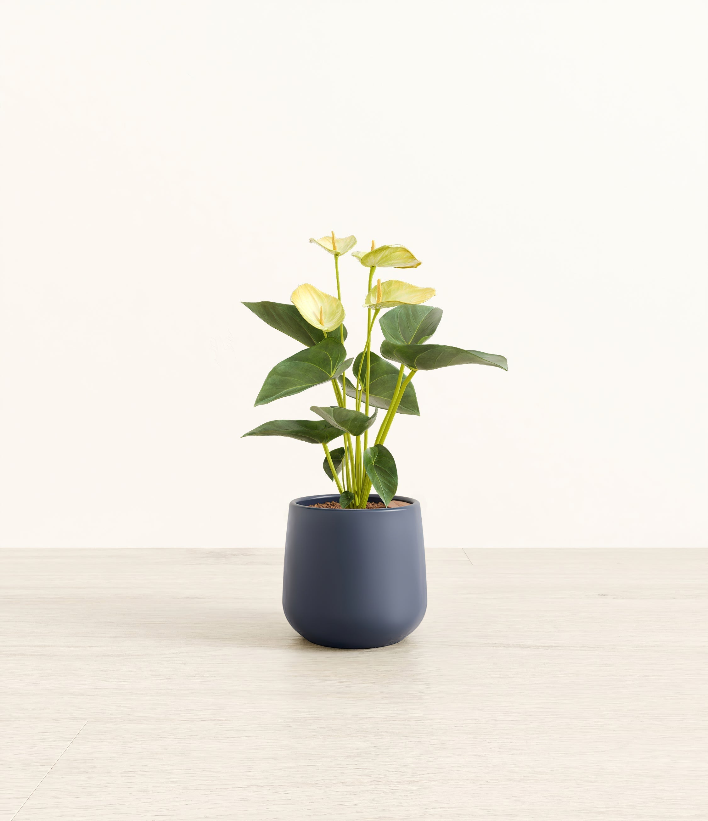 Anthurium Yellow plant