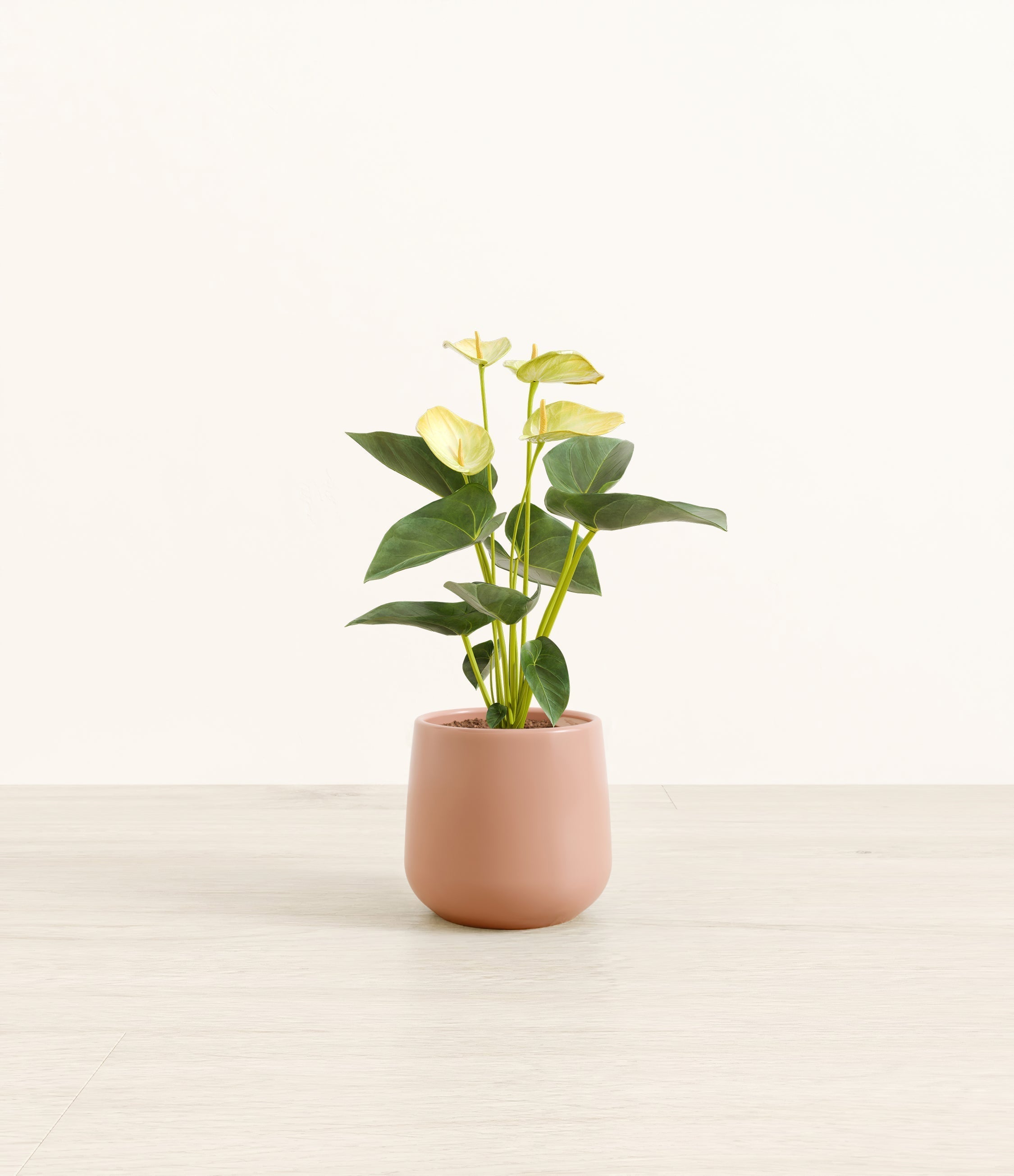 Anthurium Yellow plant