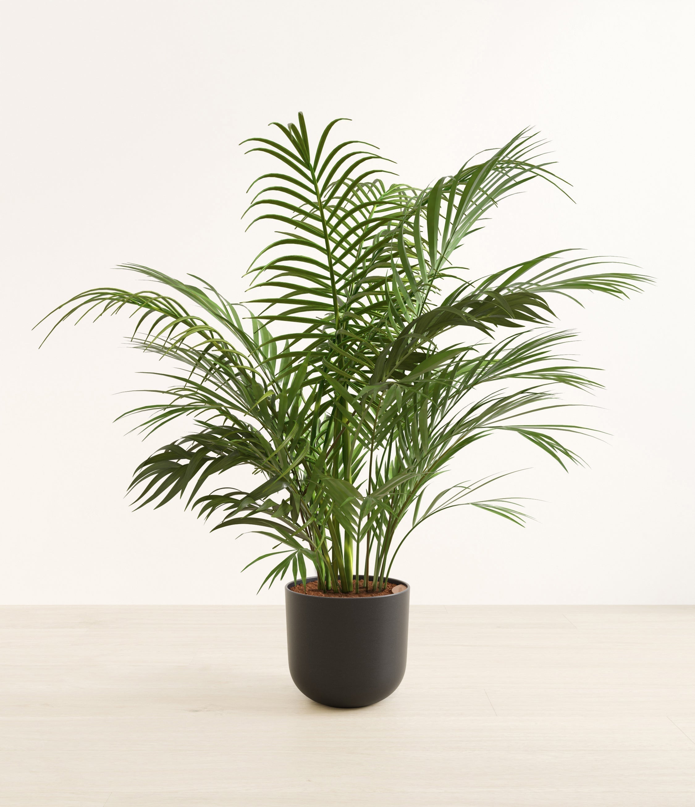 Areca Palm plant