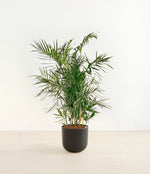 Bamboo Palm plant