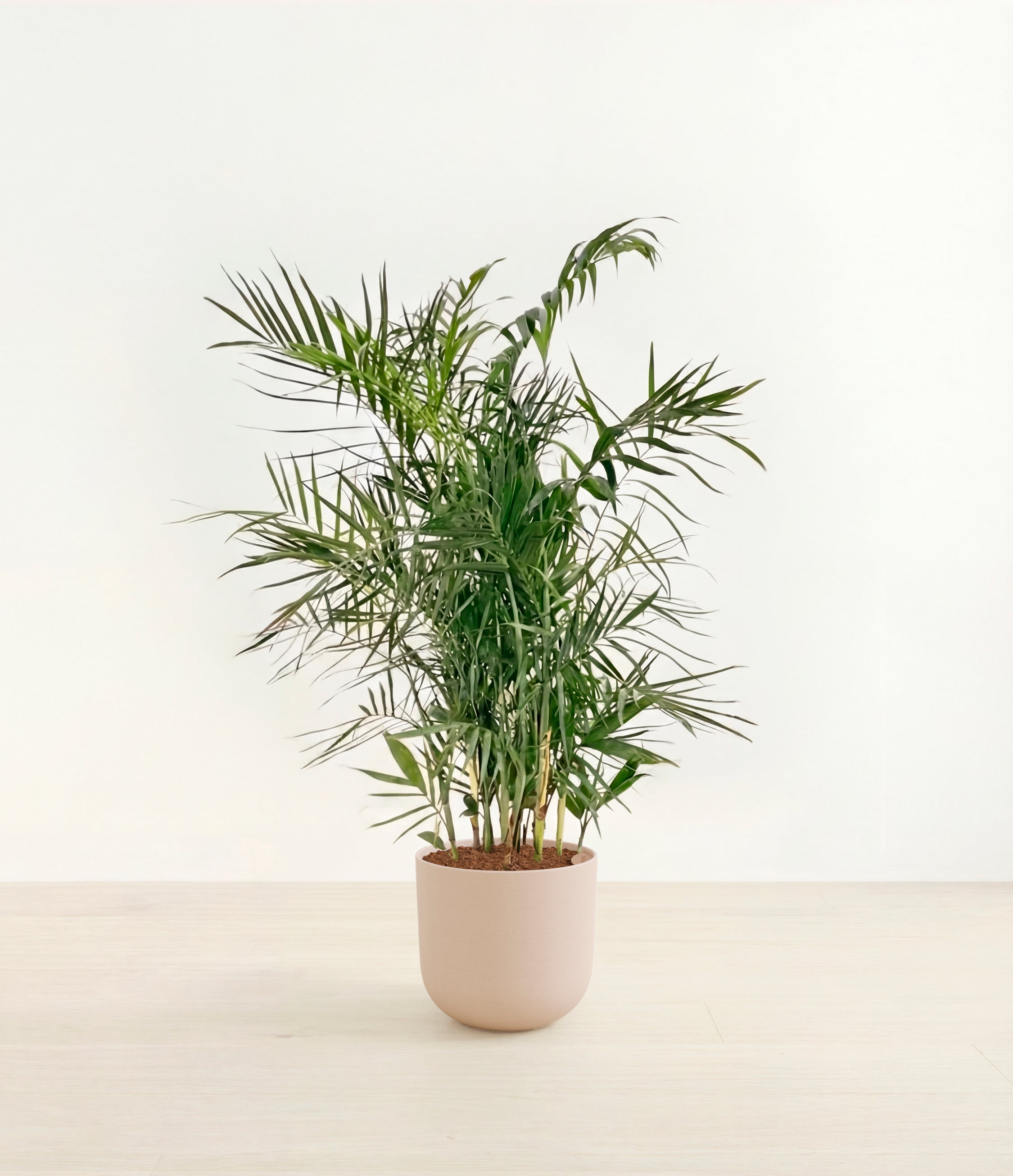 Bamboo Palm plant