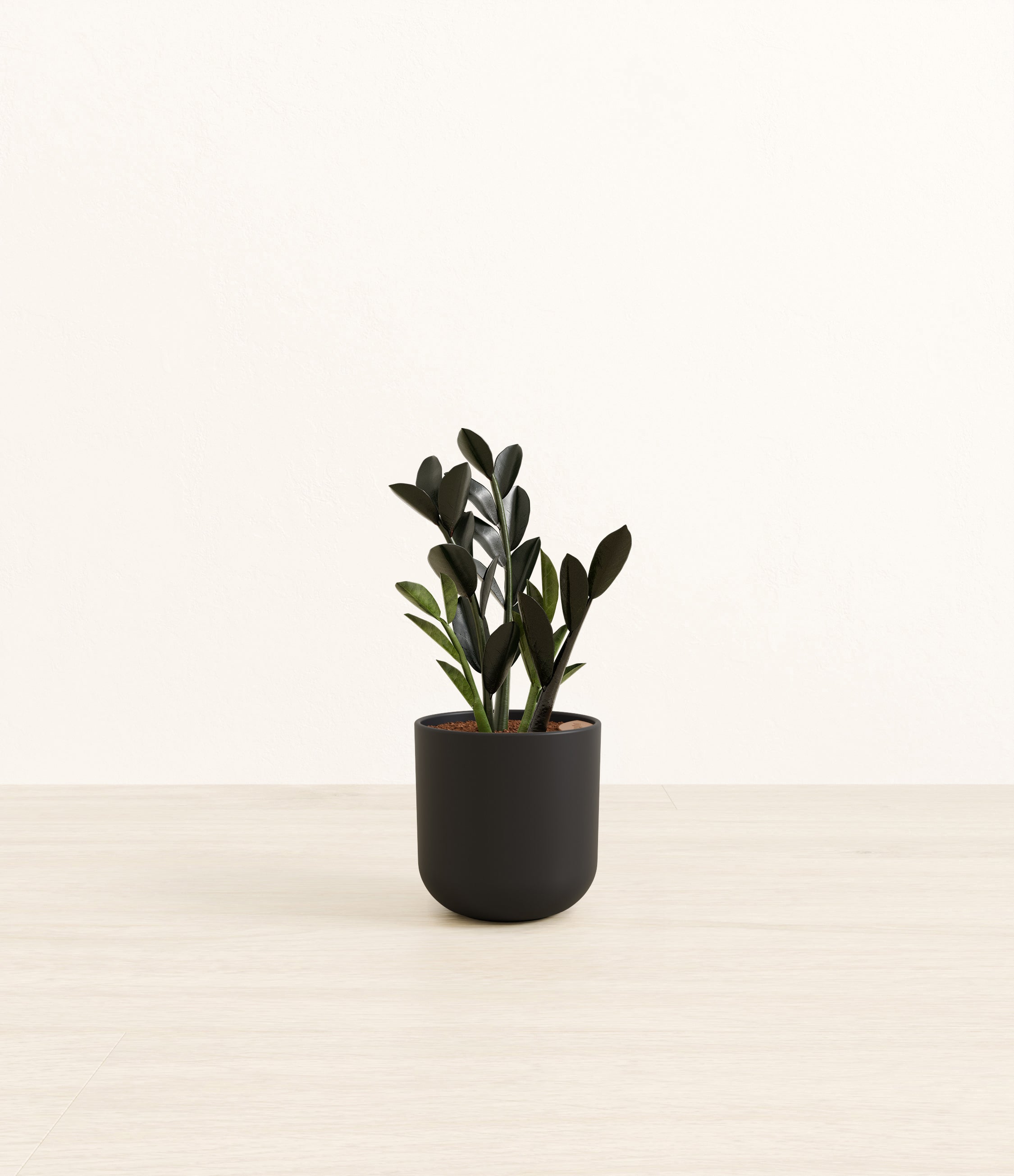 Black ZZ plant