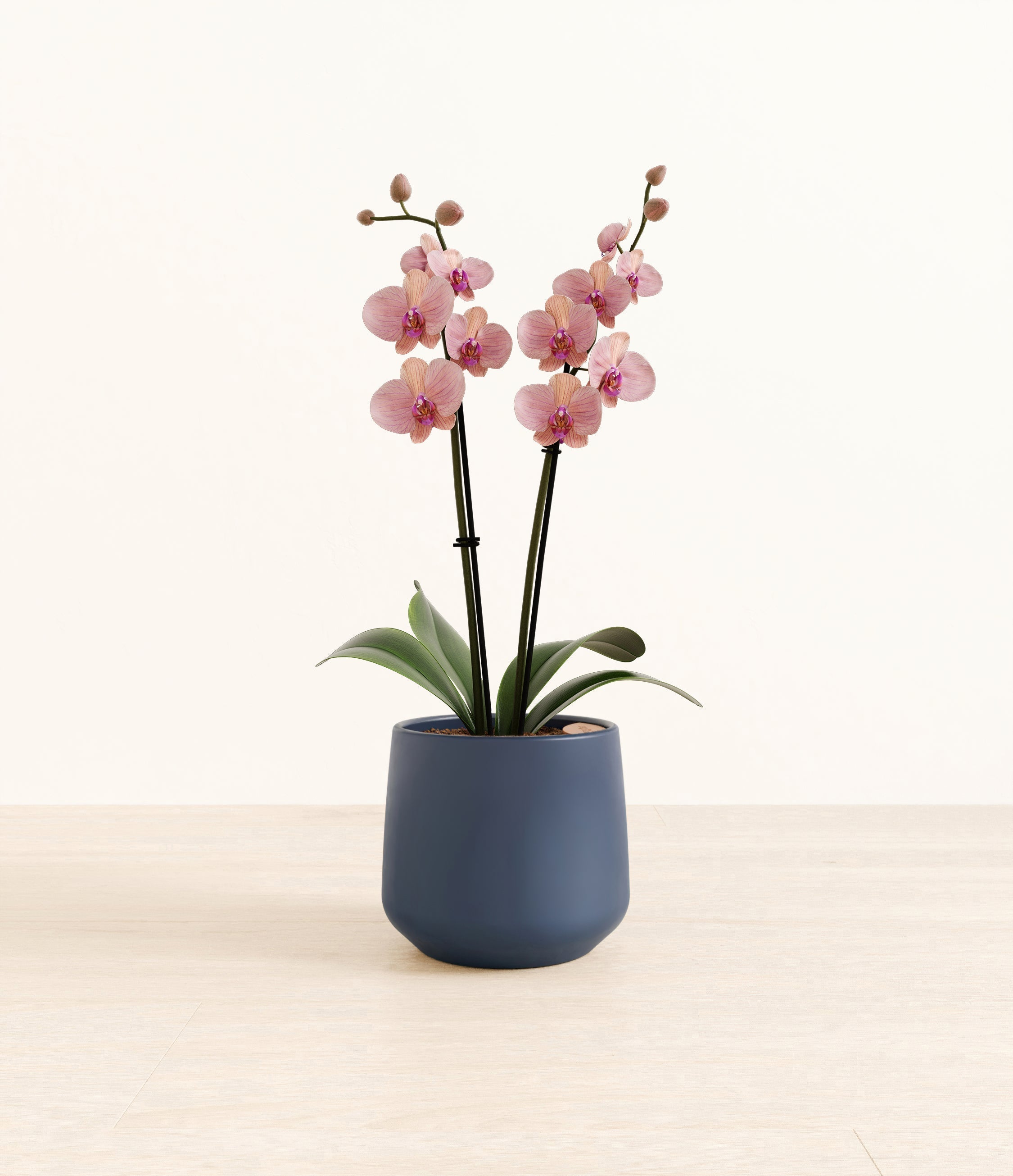 Caribbean Dream Orchid plant