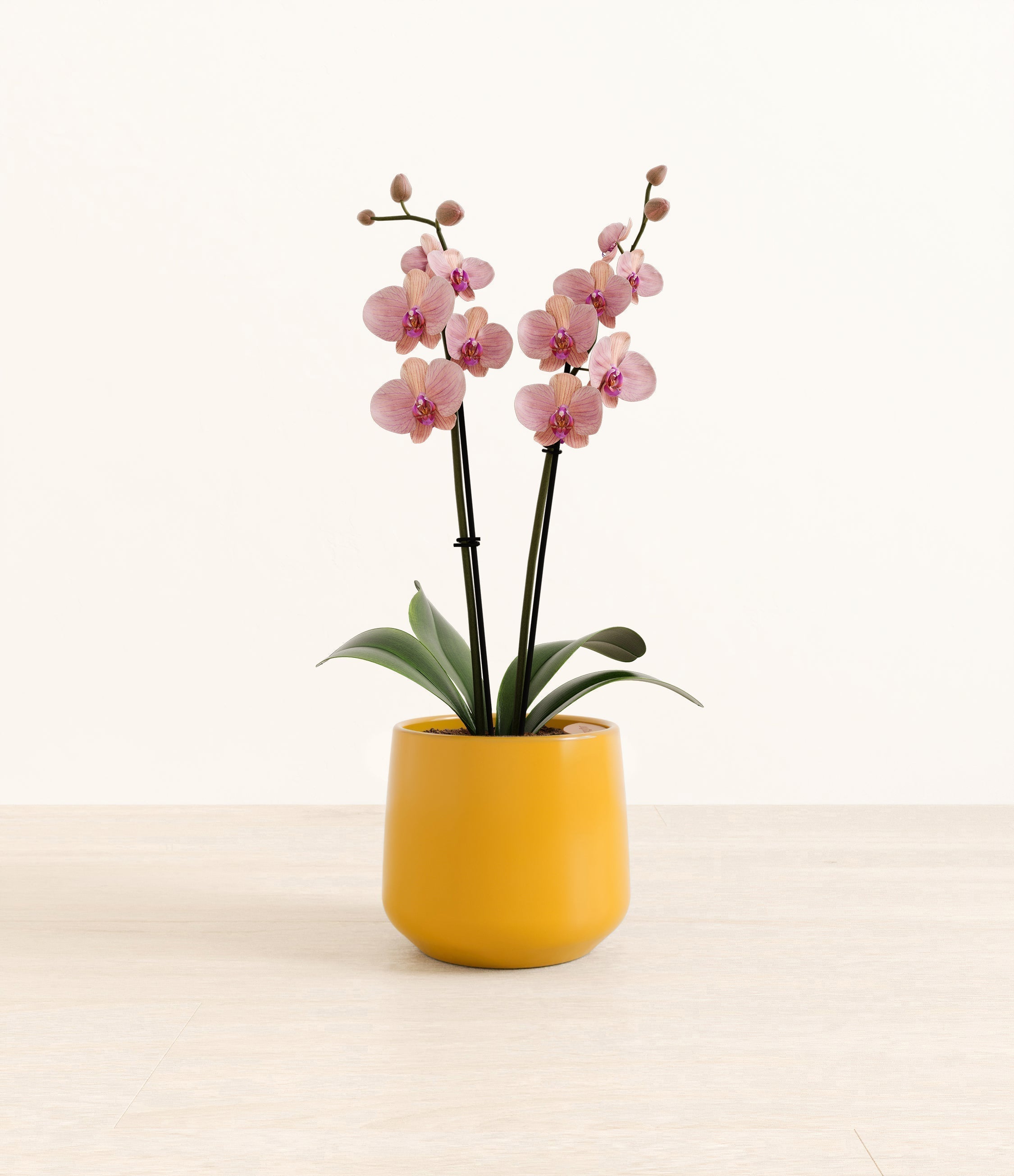 Caribbean Dream Orchid plant