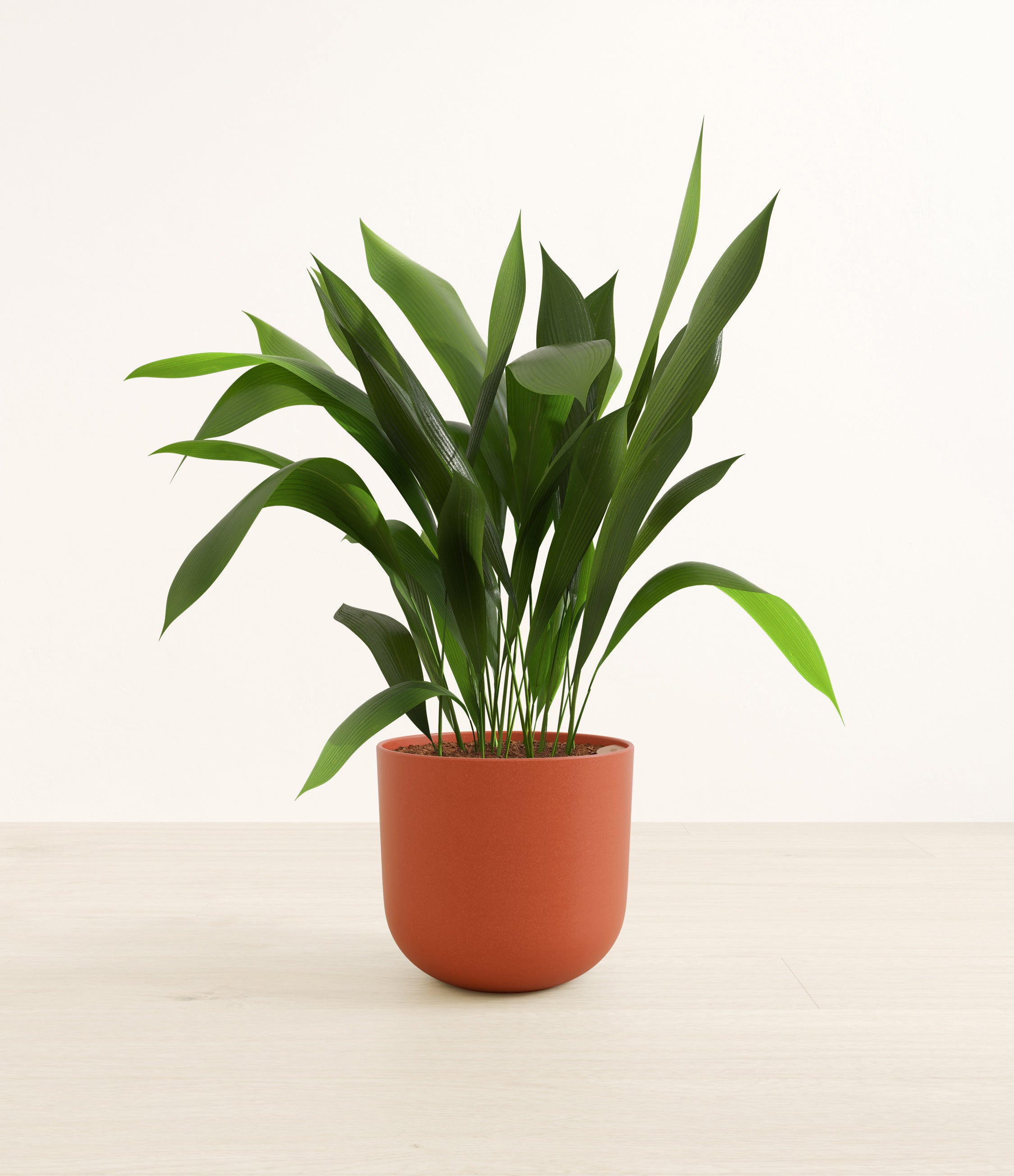 Cast Iron Plant plant