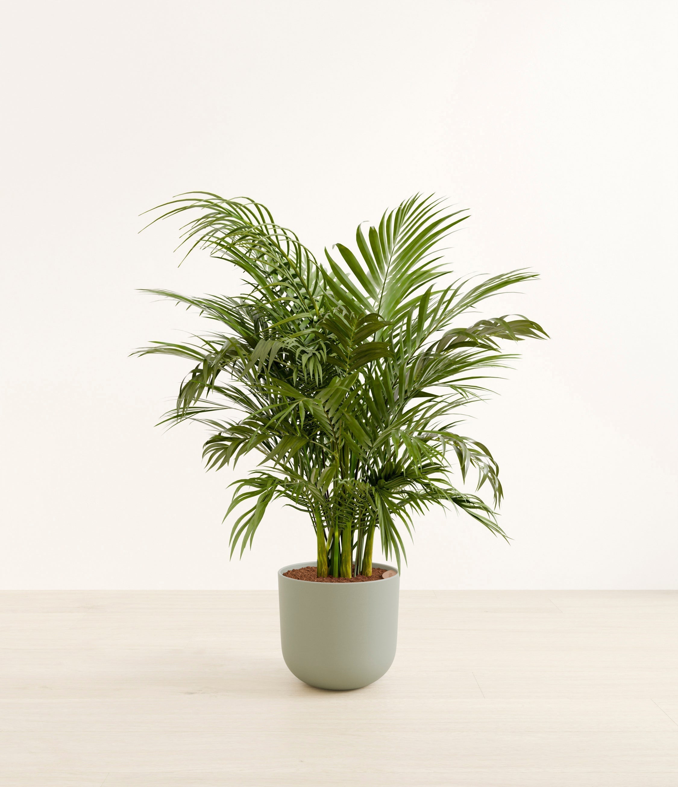 Cat Palm plant