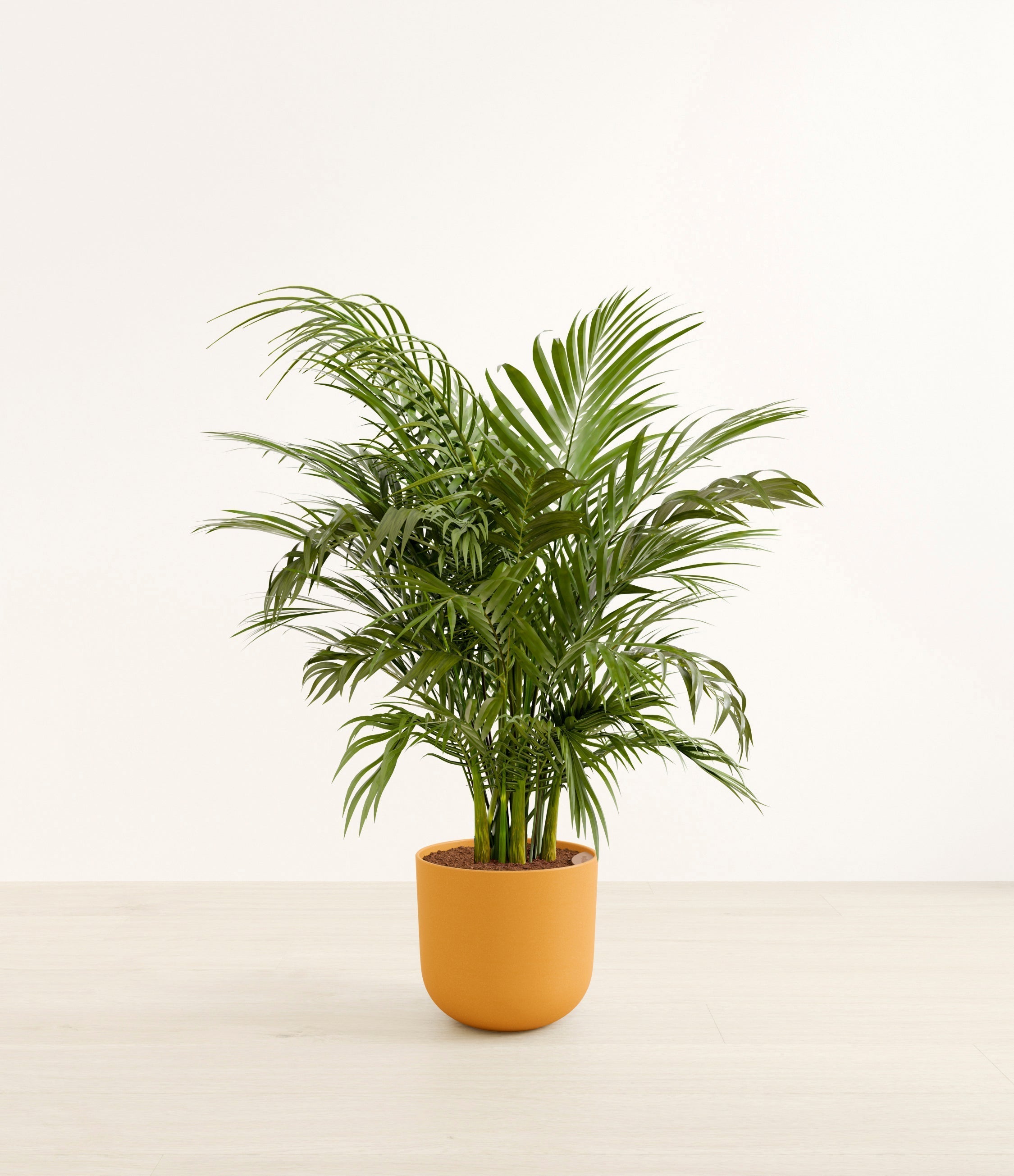 Cat Palm plant