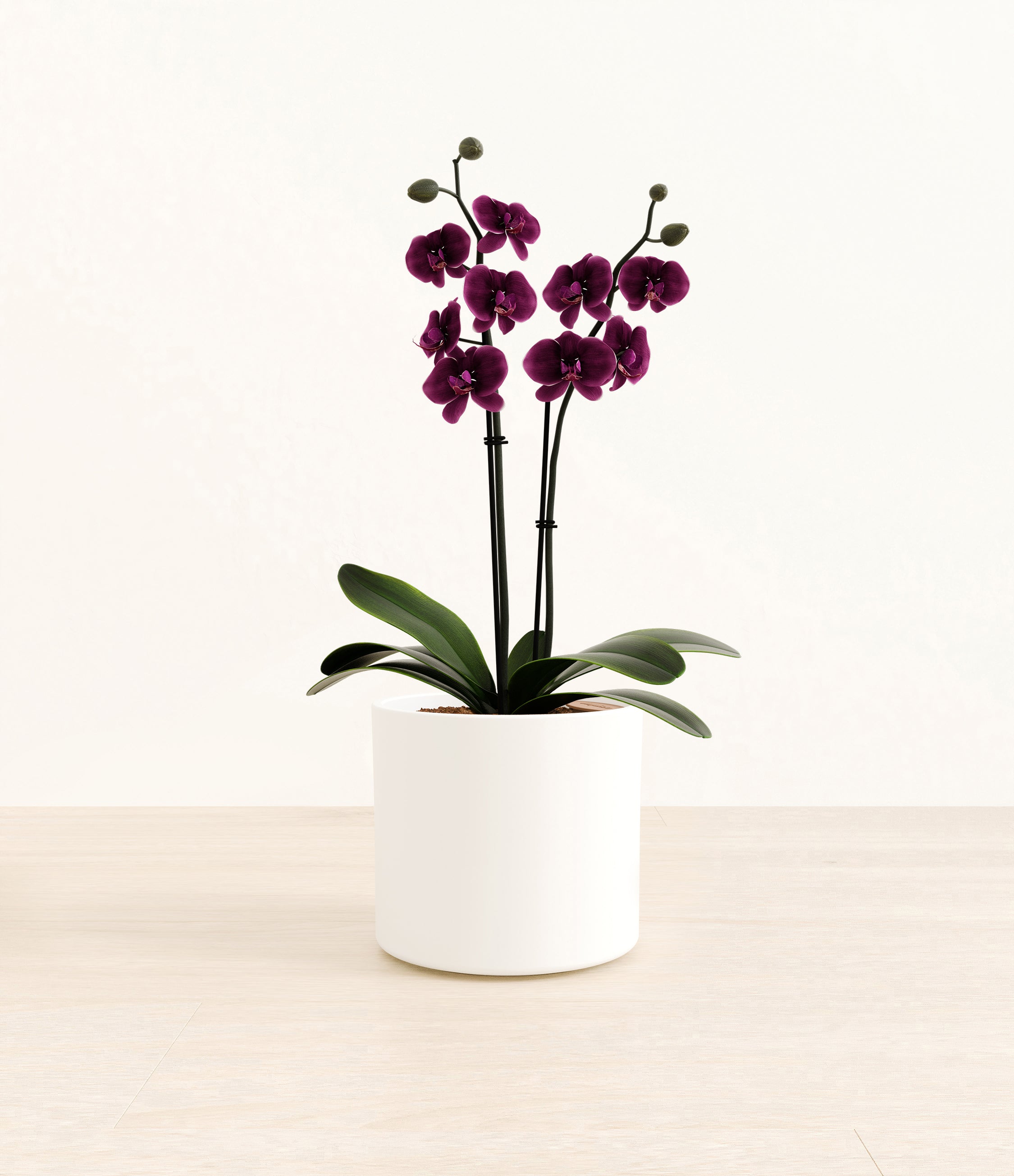 Dark Purple Orchid plant
