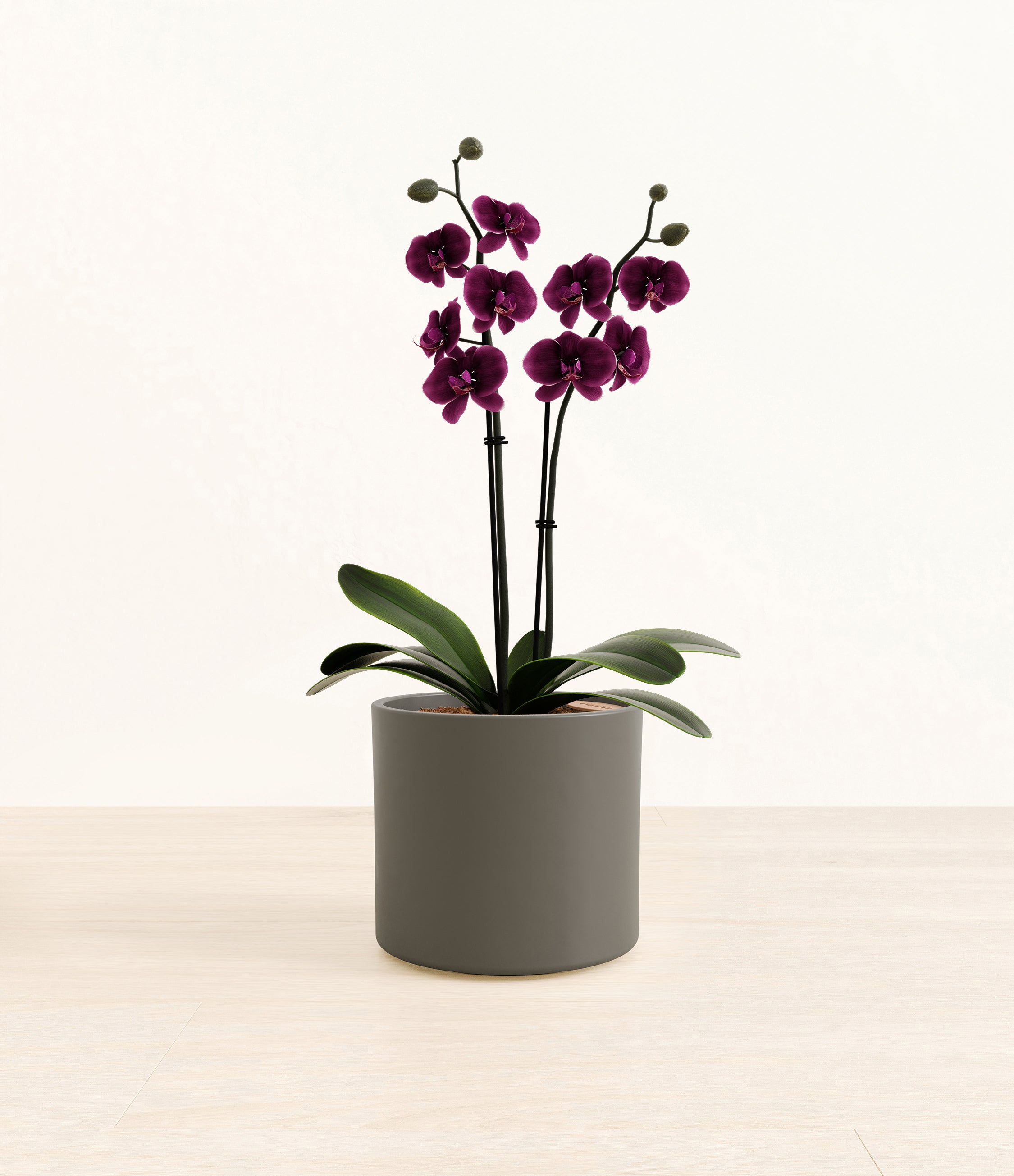 Dark Purple Orchid plant
